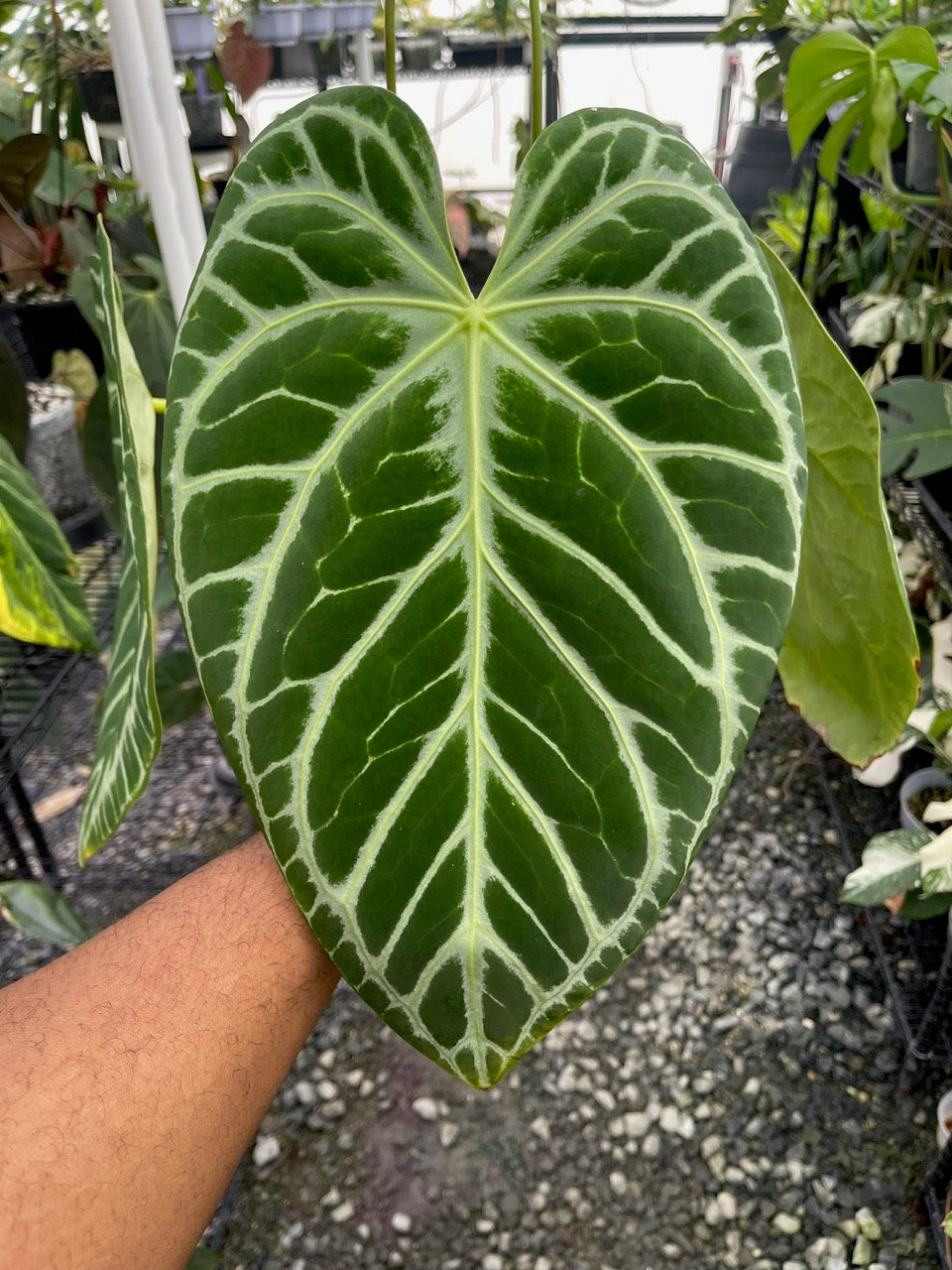 Anthurium Dorayaki x Red Crystal (Clone Cut)