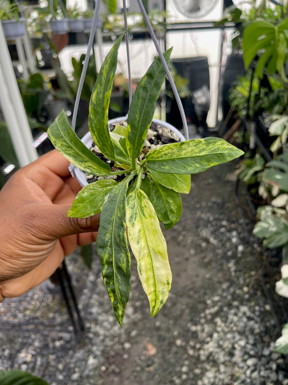Anthurium Vittarifolium Variegated