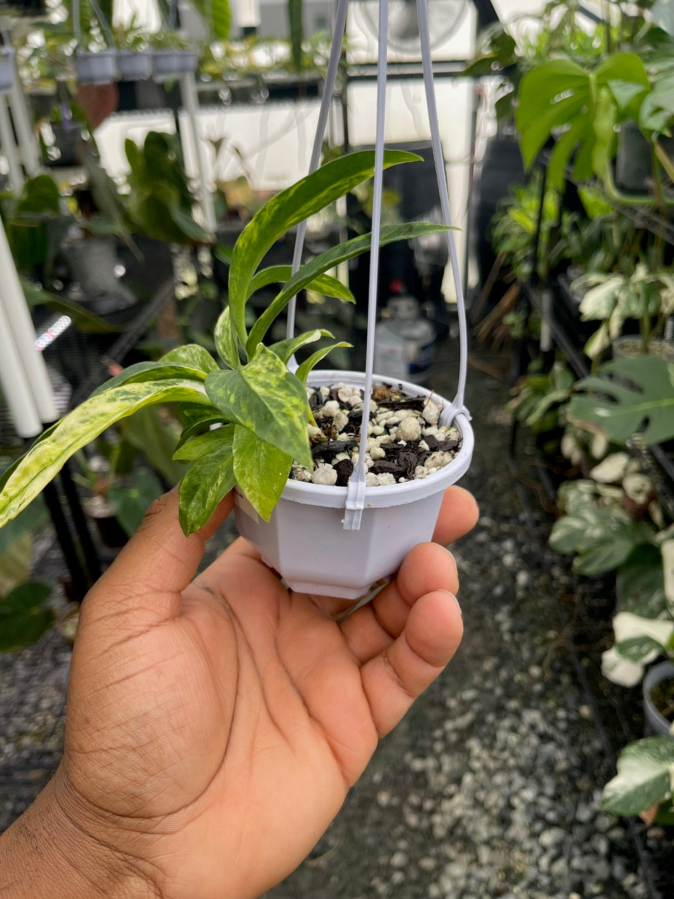 Anthurium Vittarifolium Variegated