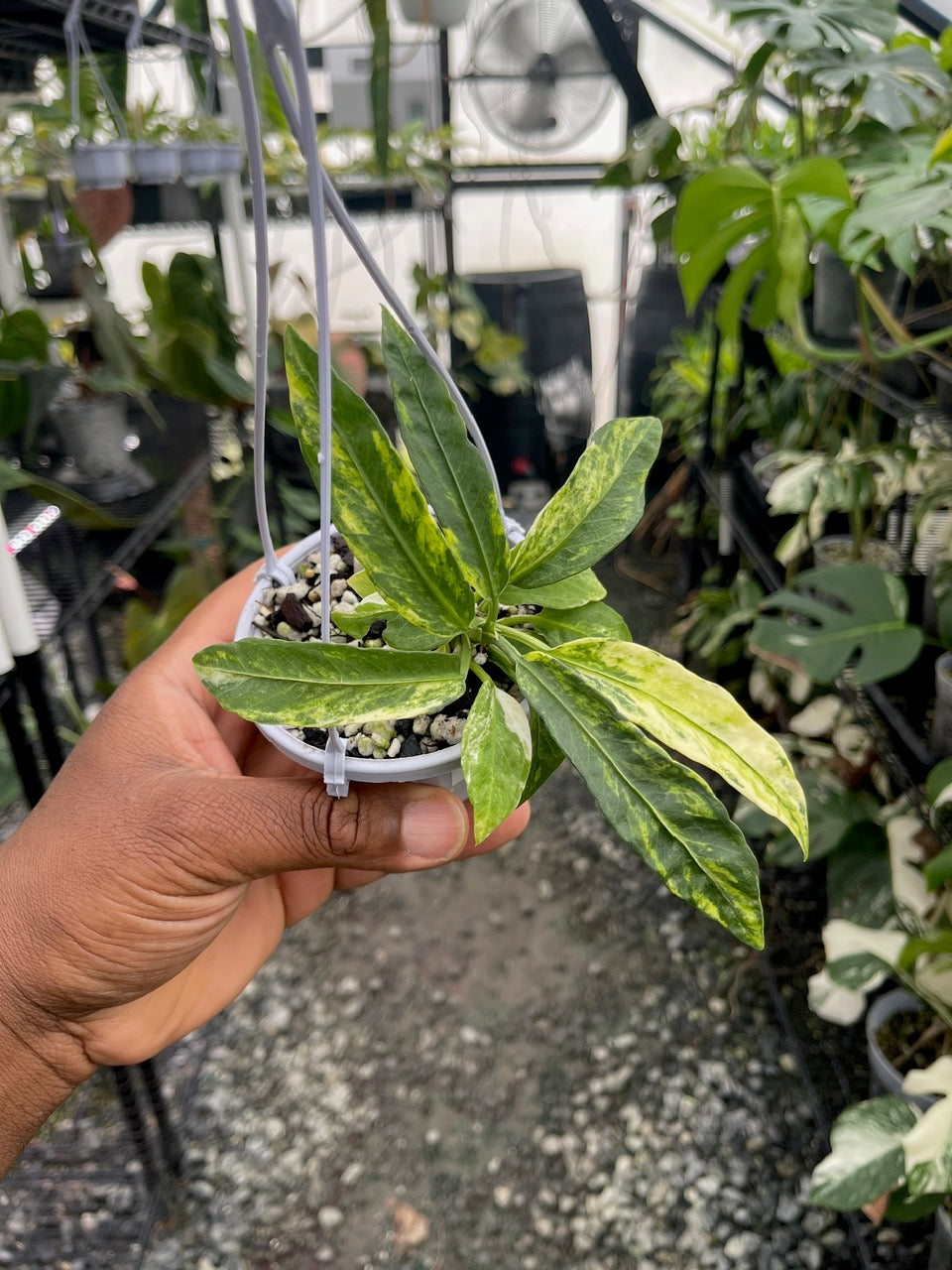 Anthurium Vittarifolium Variegated