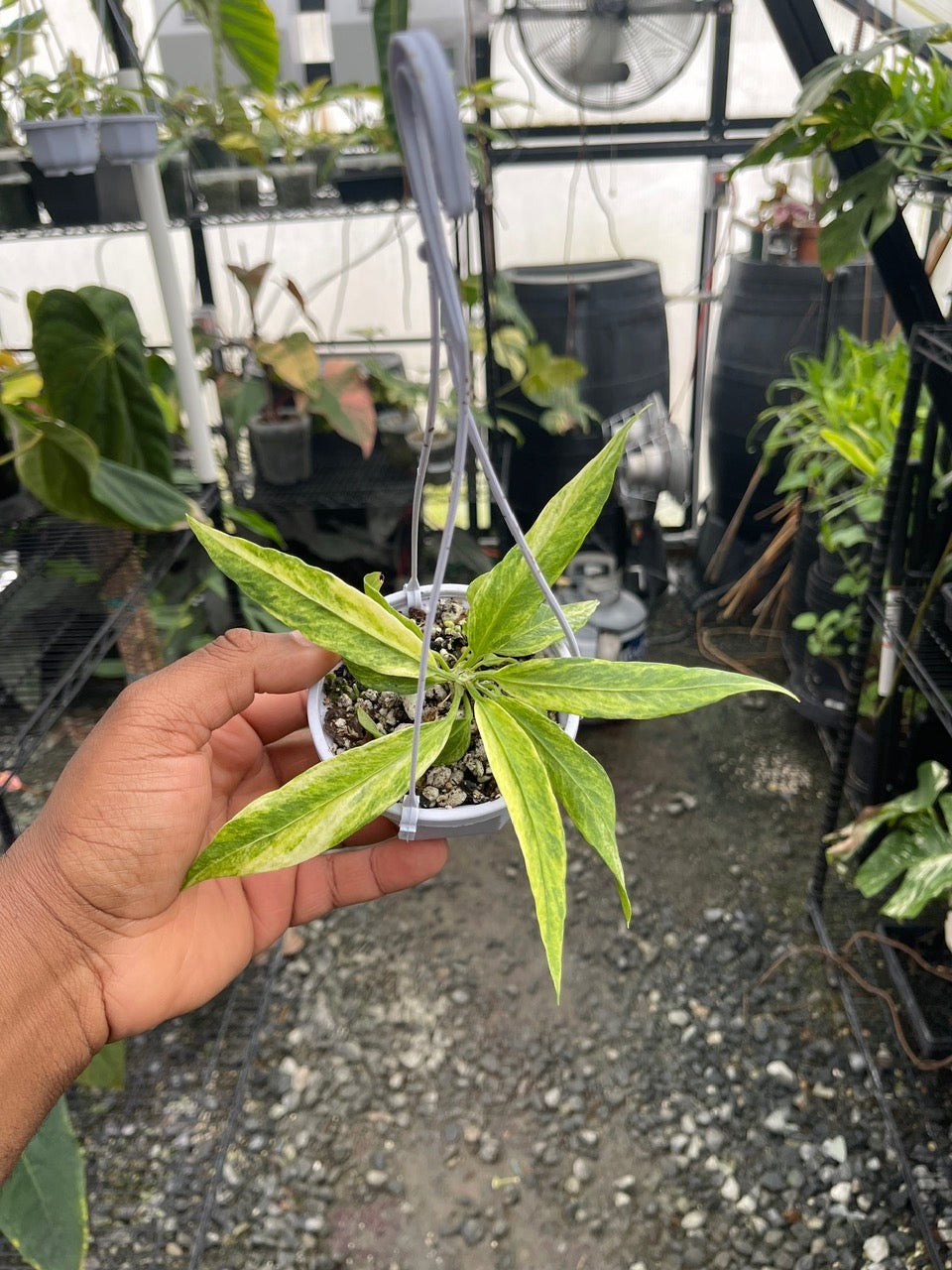Anthurium Vittarifolium Variegated