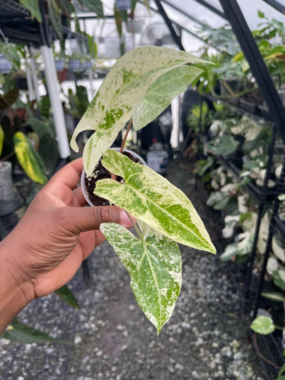 Variegated Syngonium Batik