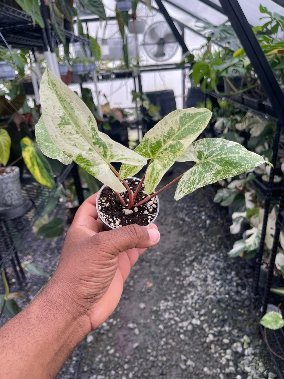 Variegated Syngonium Batik