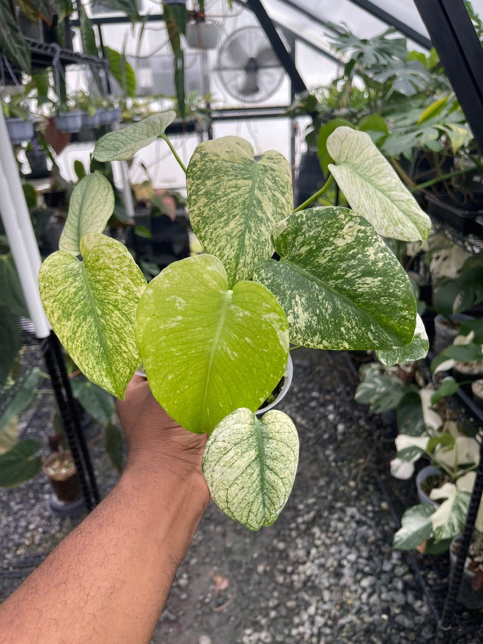 Monstera Mint( White Monster) Grower’s Choice 4" Pot