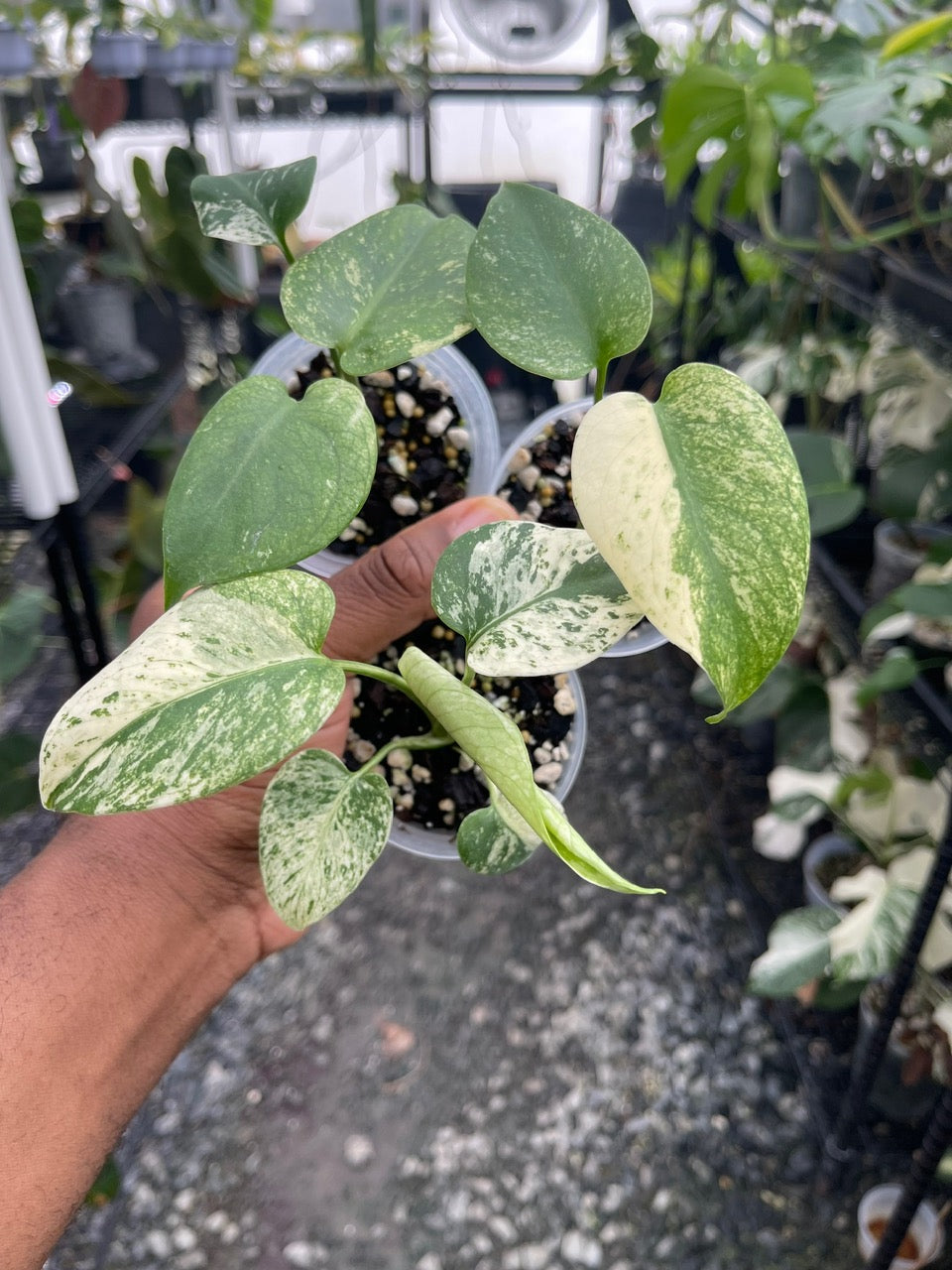 Monstera Mint( White Monster) Grower’s Choice