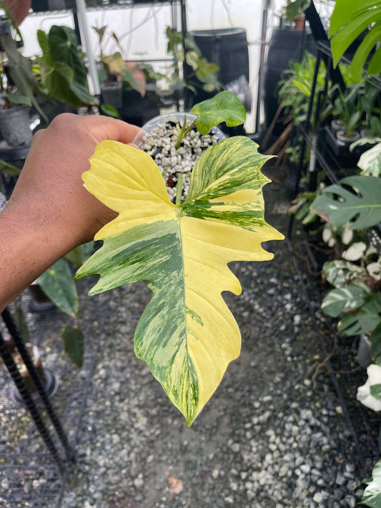 Philodendron Florida Beauty x Mayoi (Hybrid)