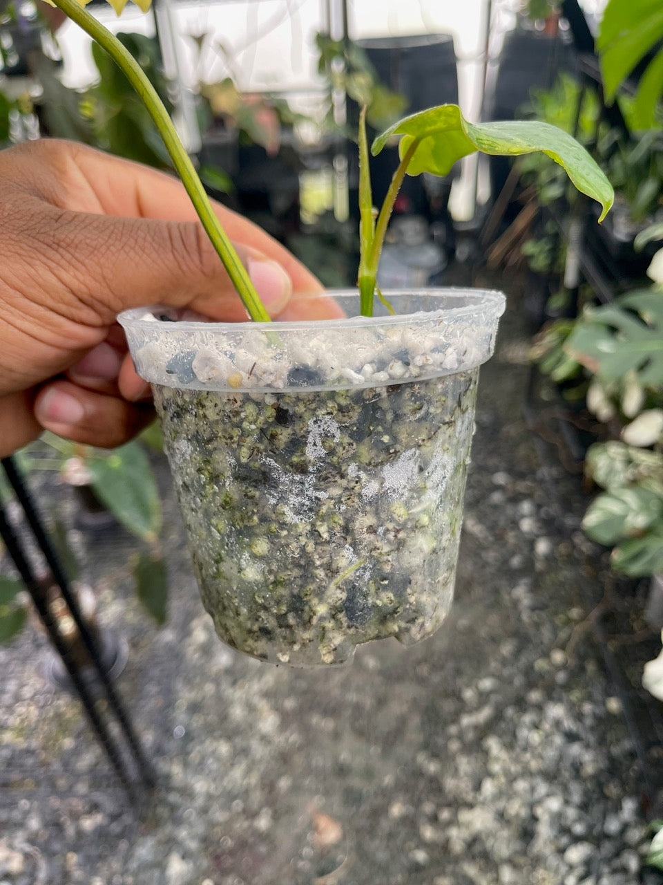 Philodendron Florida Beauty x Mayoi (Hybrid)