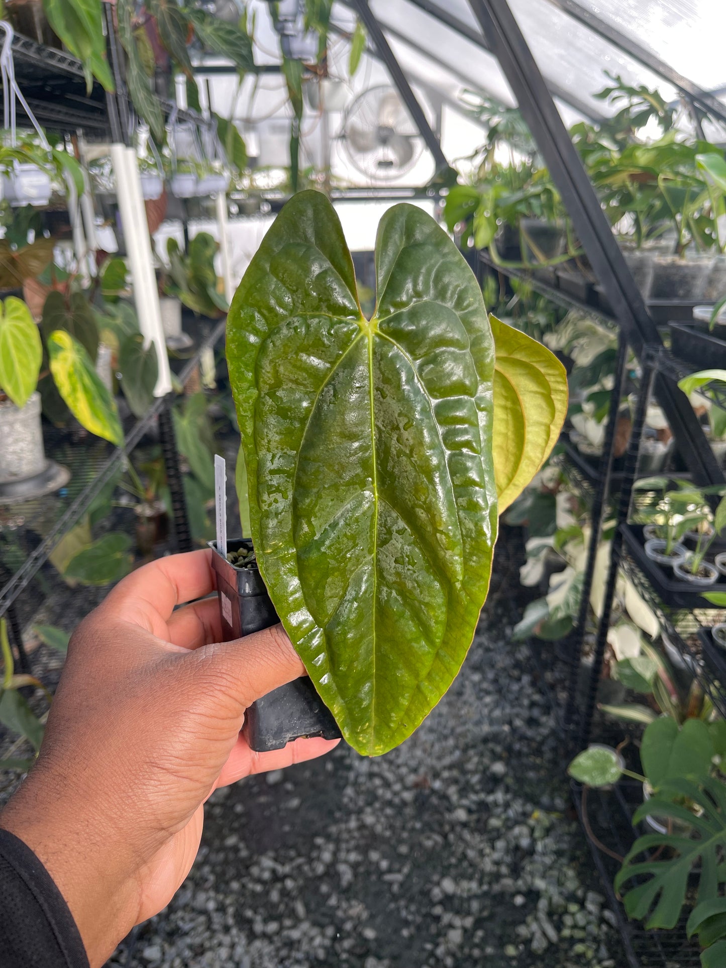Anthurium Tezula Soul Reaper x Self (Clone)