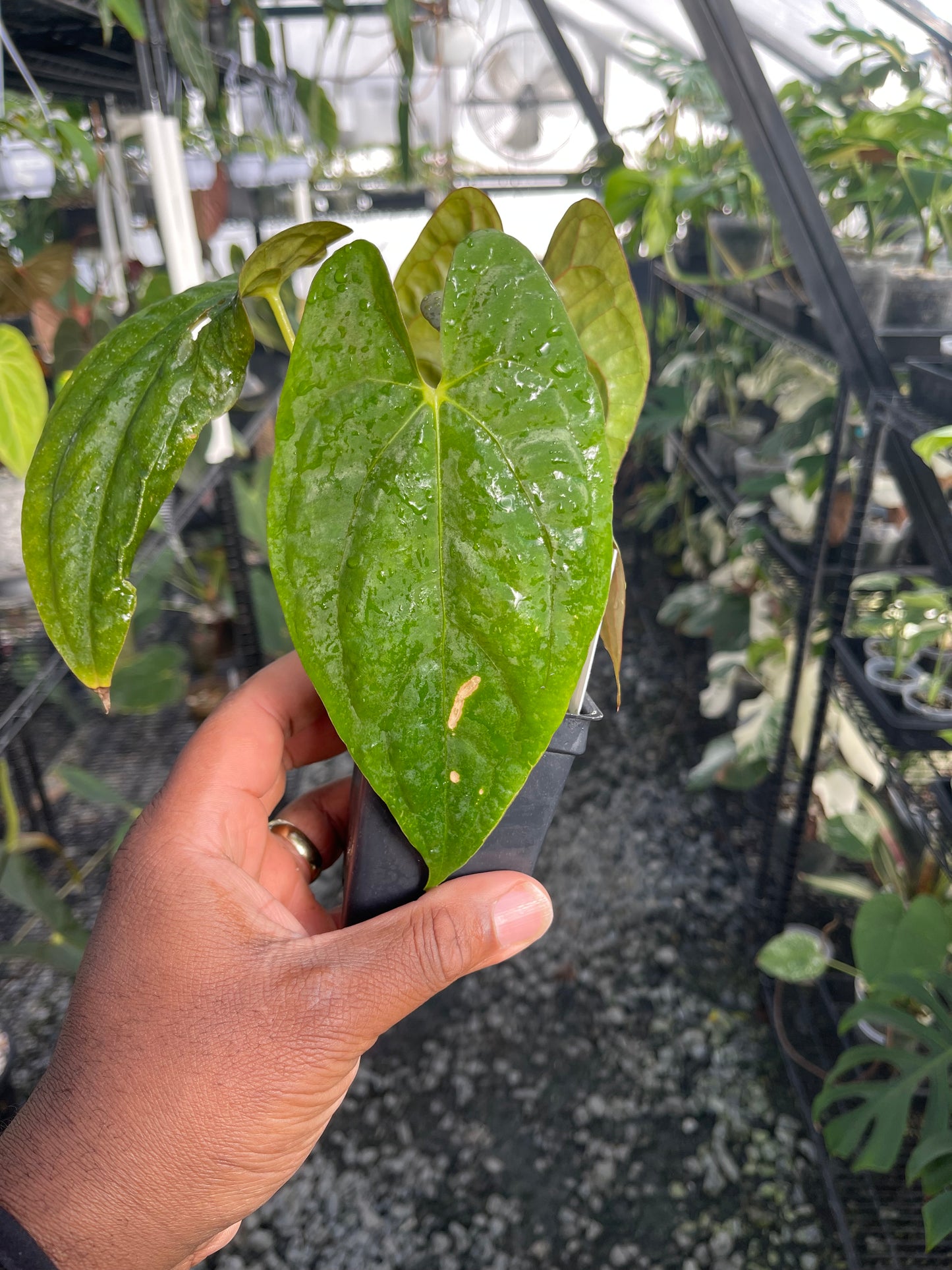 Anthurium Tezula Soul Reaper x Self (Clone)