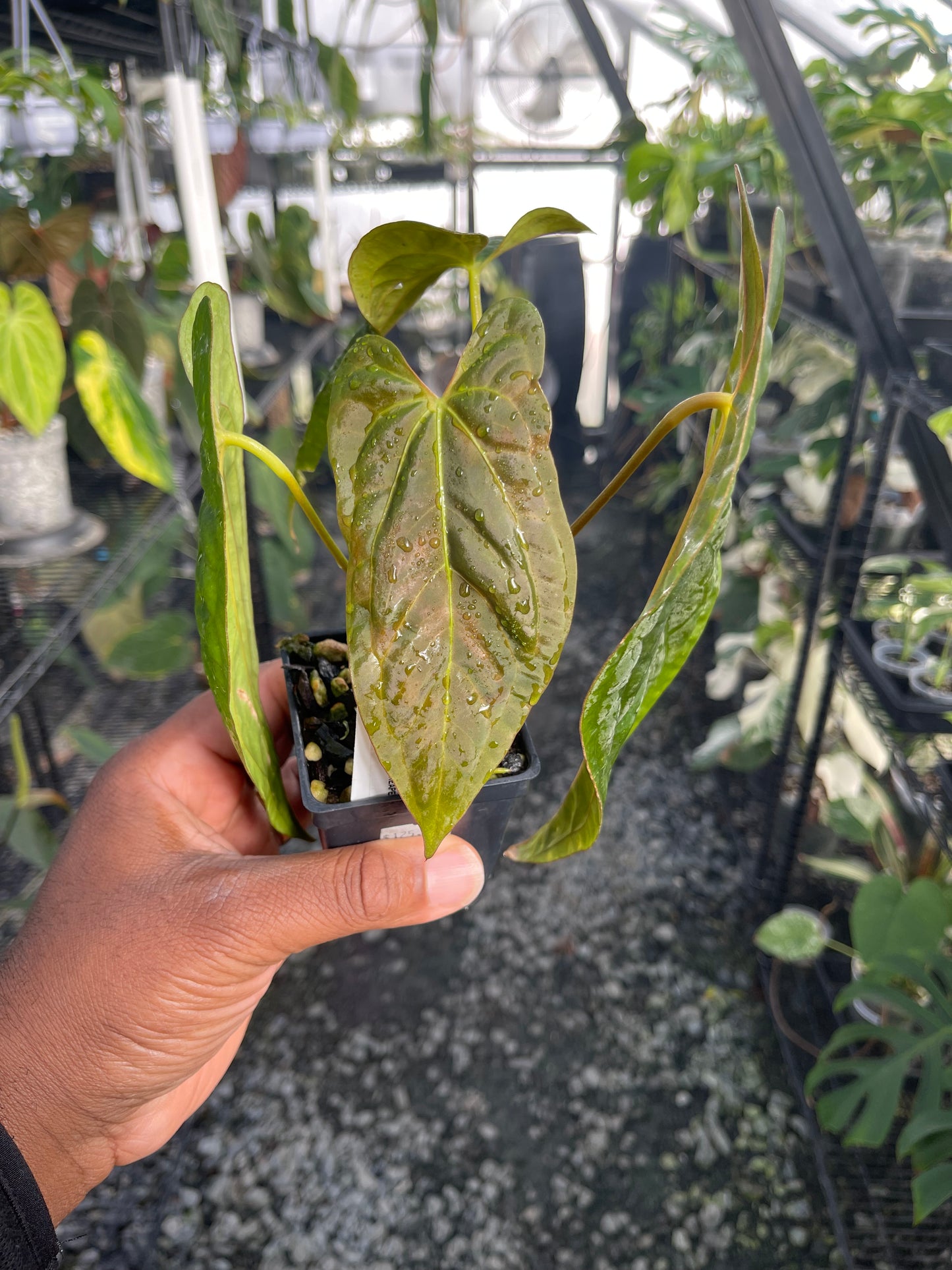 Anthurium Tezula Soul Reaper x Self (Clone)