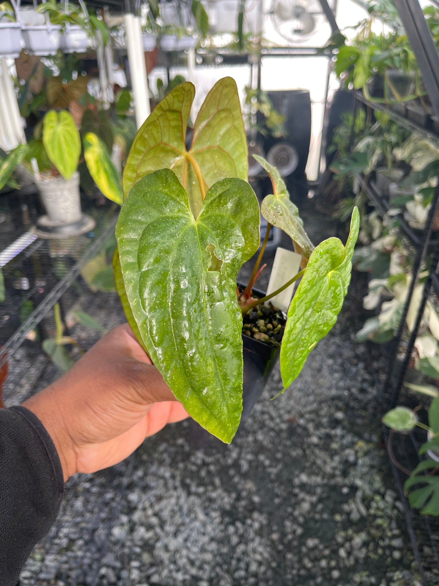 Anthurium Tezula Soul Reaper x Self (Clone)