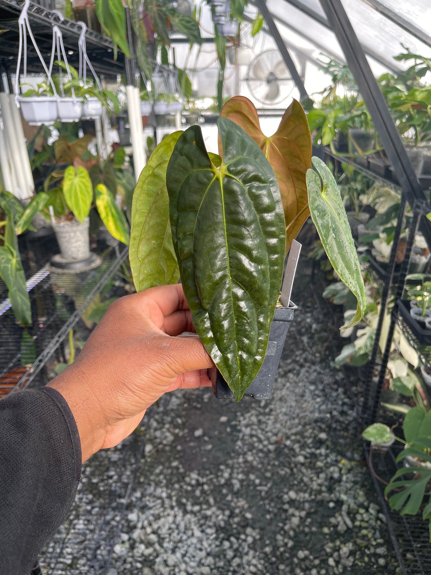 Anthurium Tezula Soul Reaper x Self (Clone)