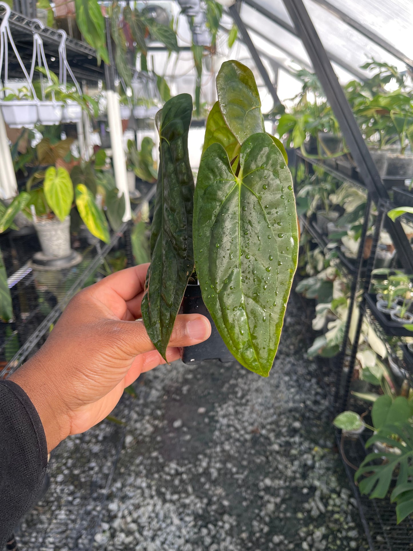 Anthurium Tezula Soul Reaper x Self (Clone)