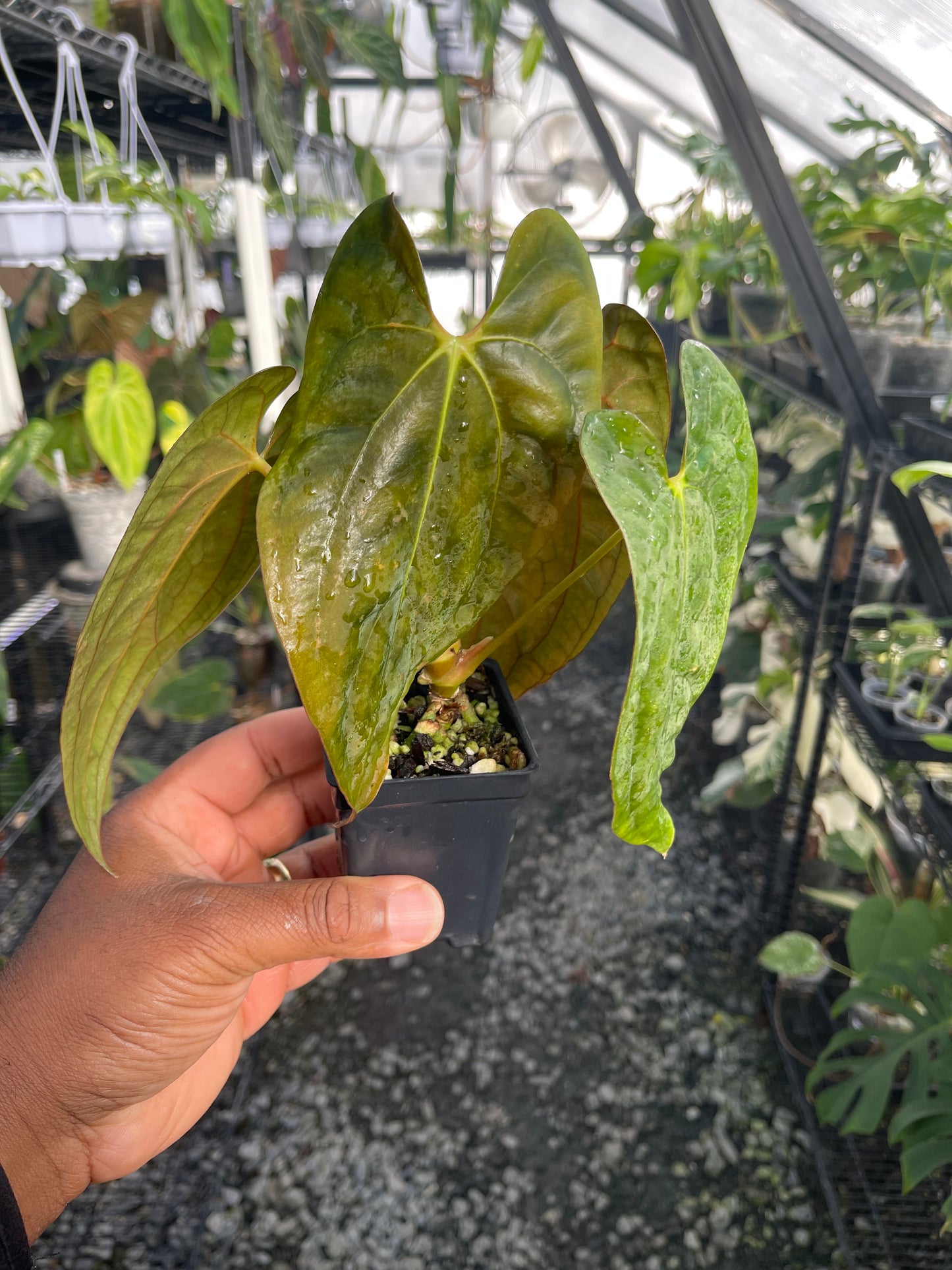 Anthurium Tezula Soul Reaper x Self (Clone)