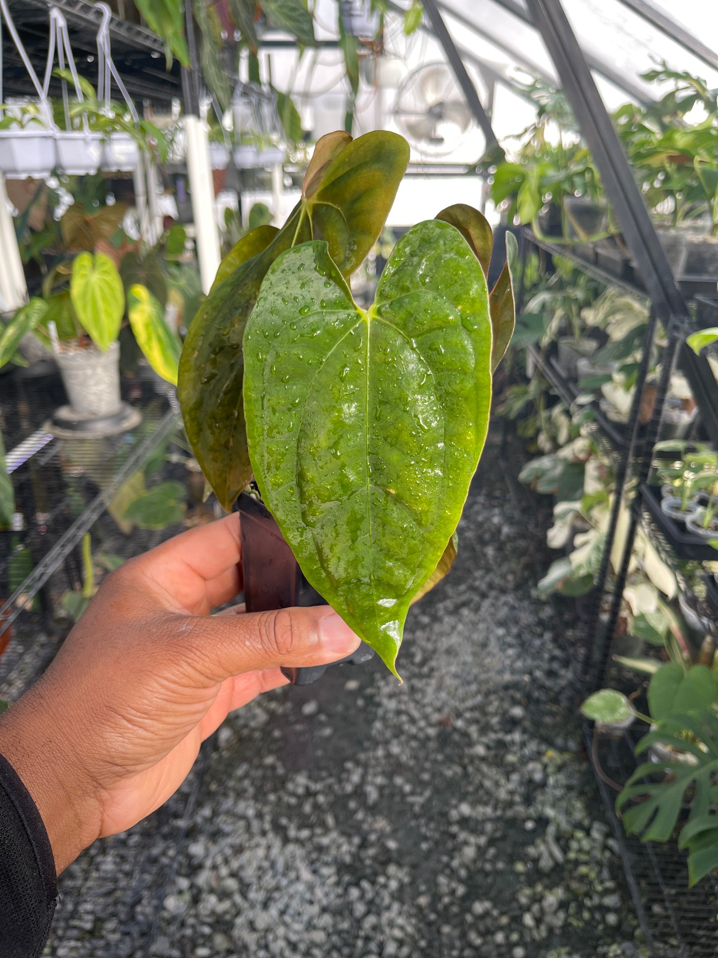 Anthurium Tezula Soul Reaper x Self (Clone)