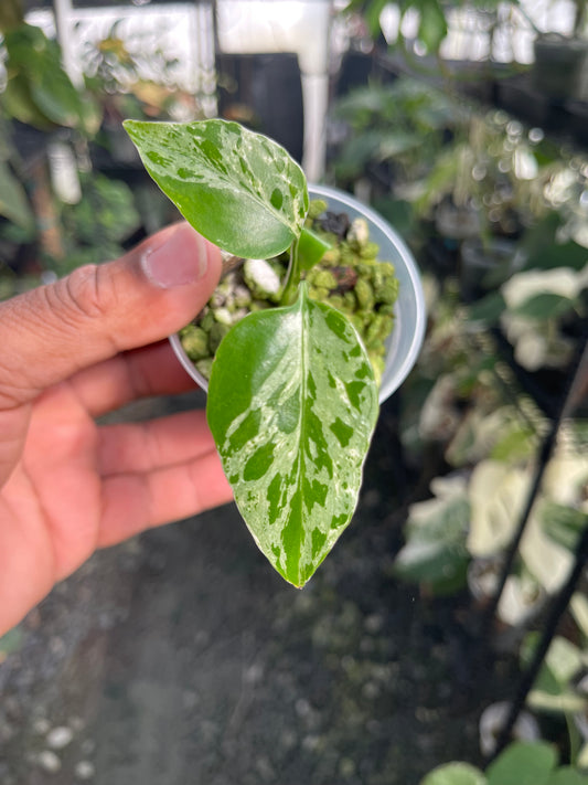 Monstera Bulbasaur (variegated)