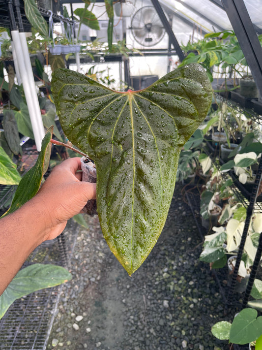 Anthurium Mr. Worldwide (Clone)