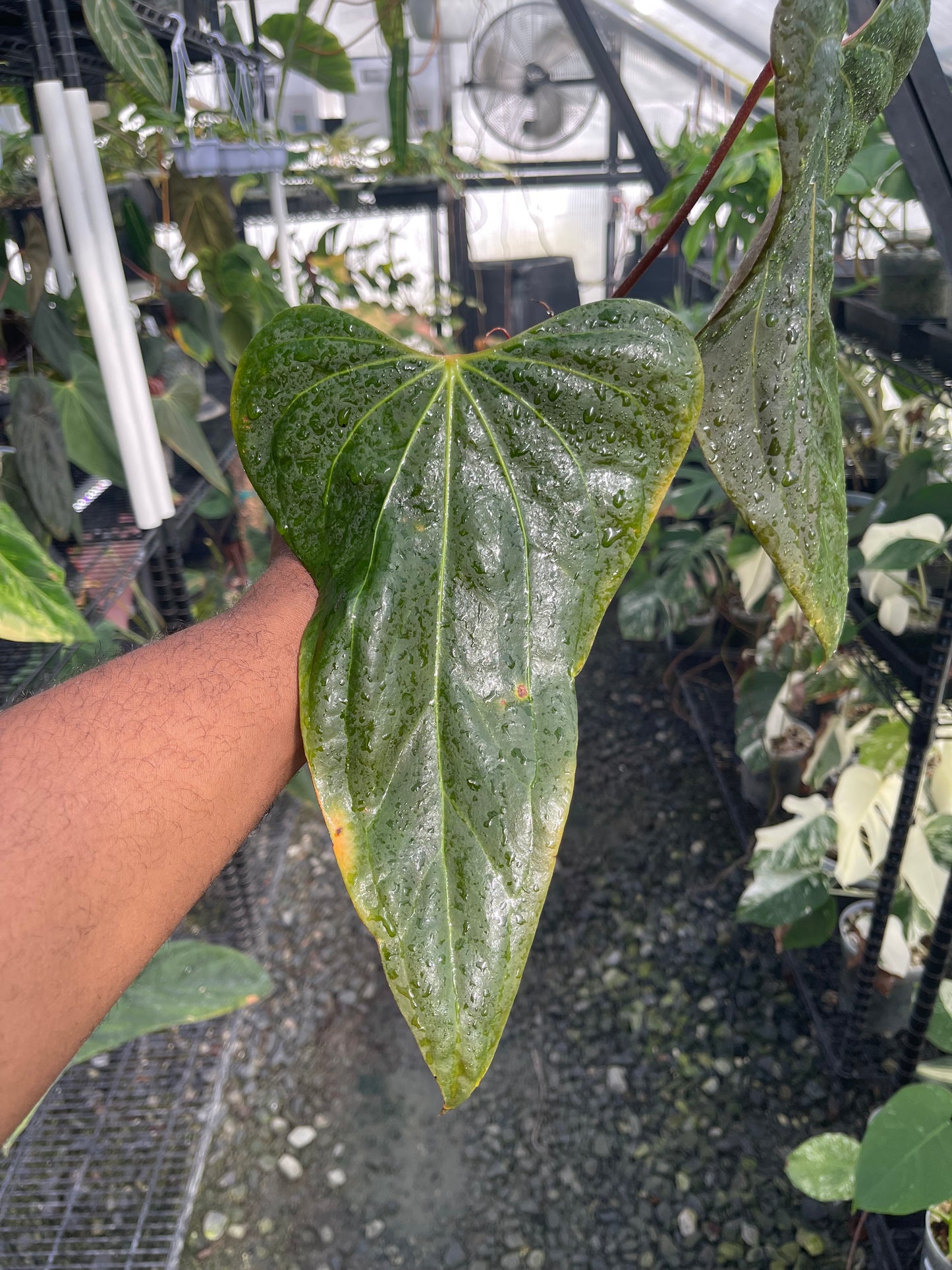 Anthurium Mr. Worldwide (Clone)