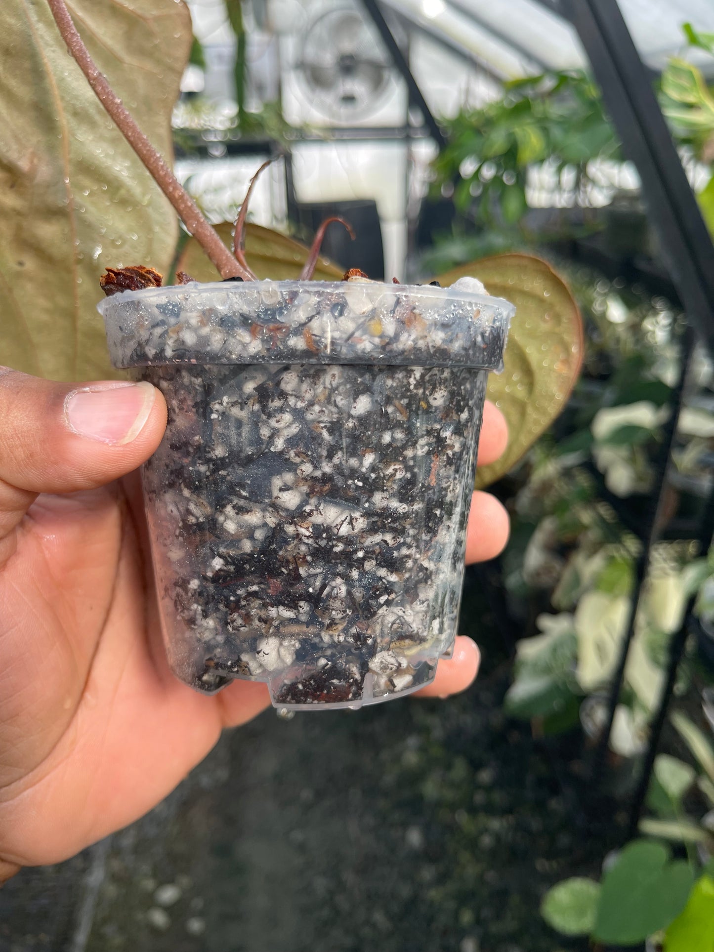 Anthurium Mr. Worldwide (Clone)