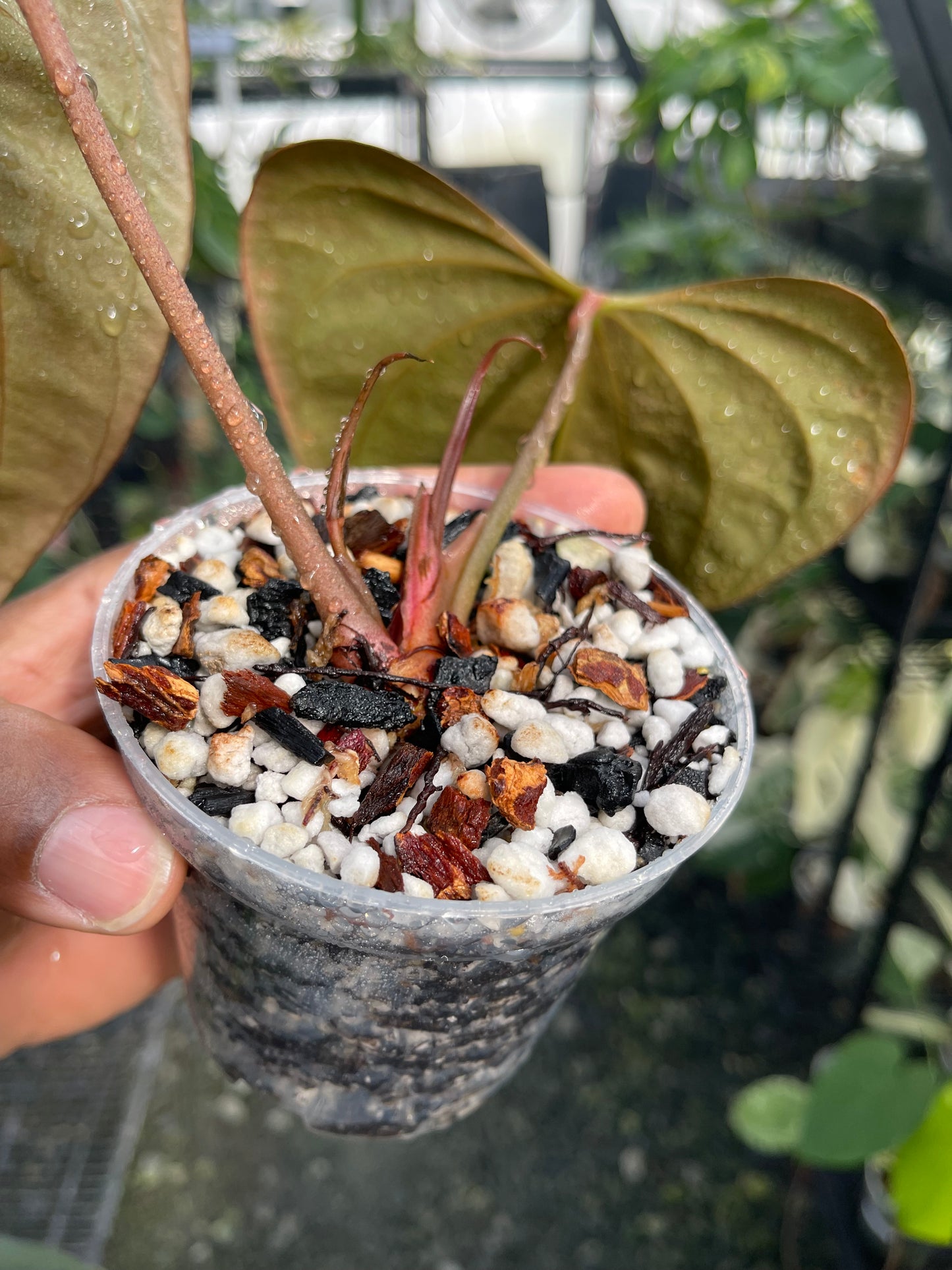 Anthurium Mr. Worldwide (Clone)