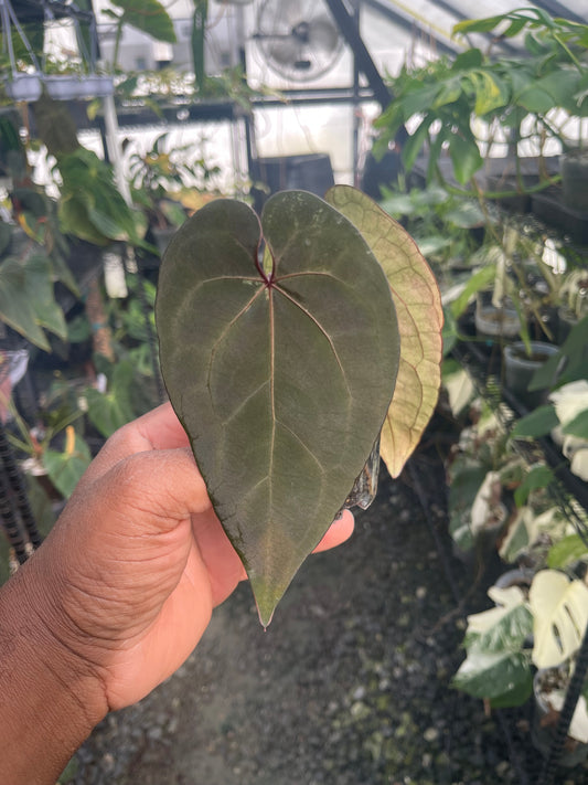 Anthurium Tezula Ace of Spade (Dark Form) Clone