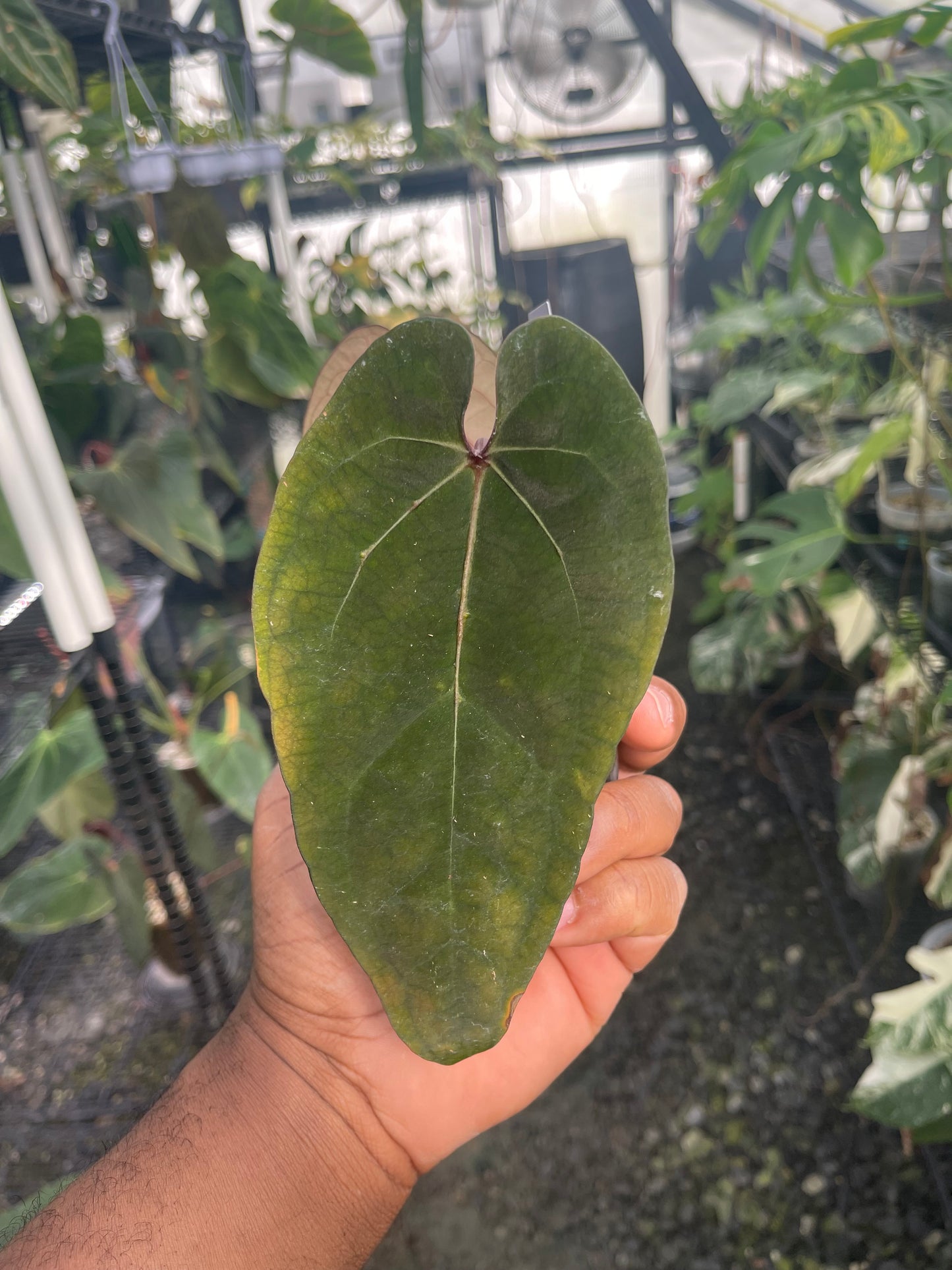 Anthurium Tezula Ace of Spade (Dark Form) Clone