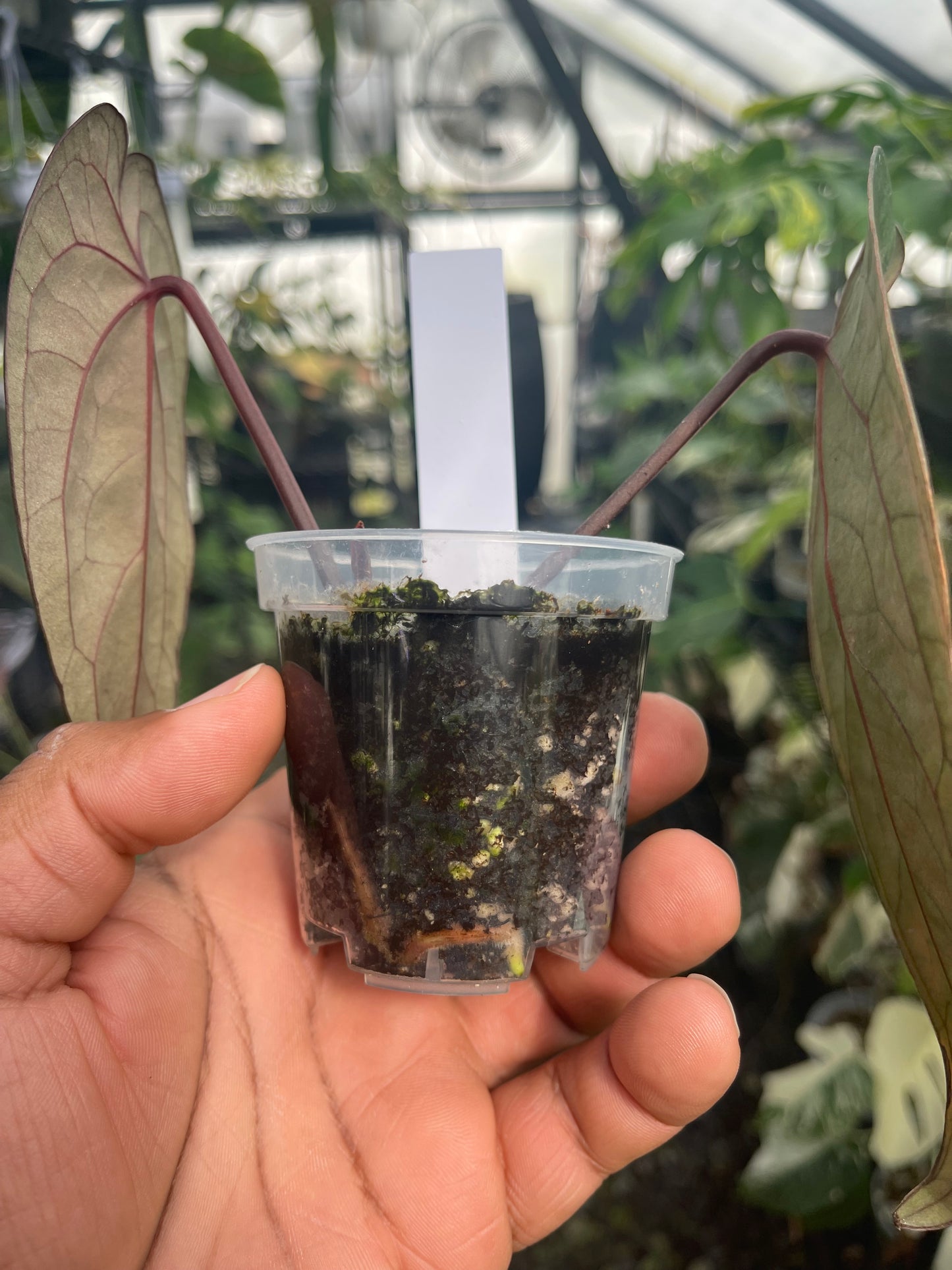 Anthurium Tezula Ace of Spade (Dark Form) Clone