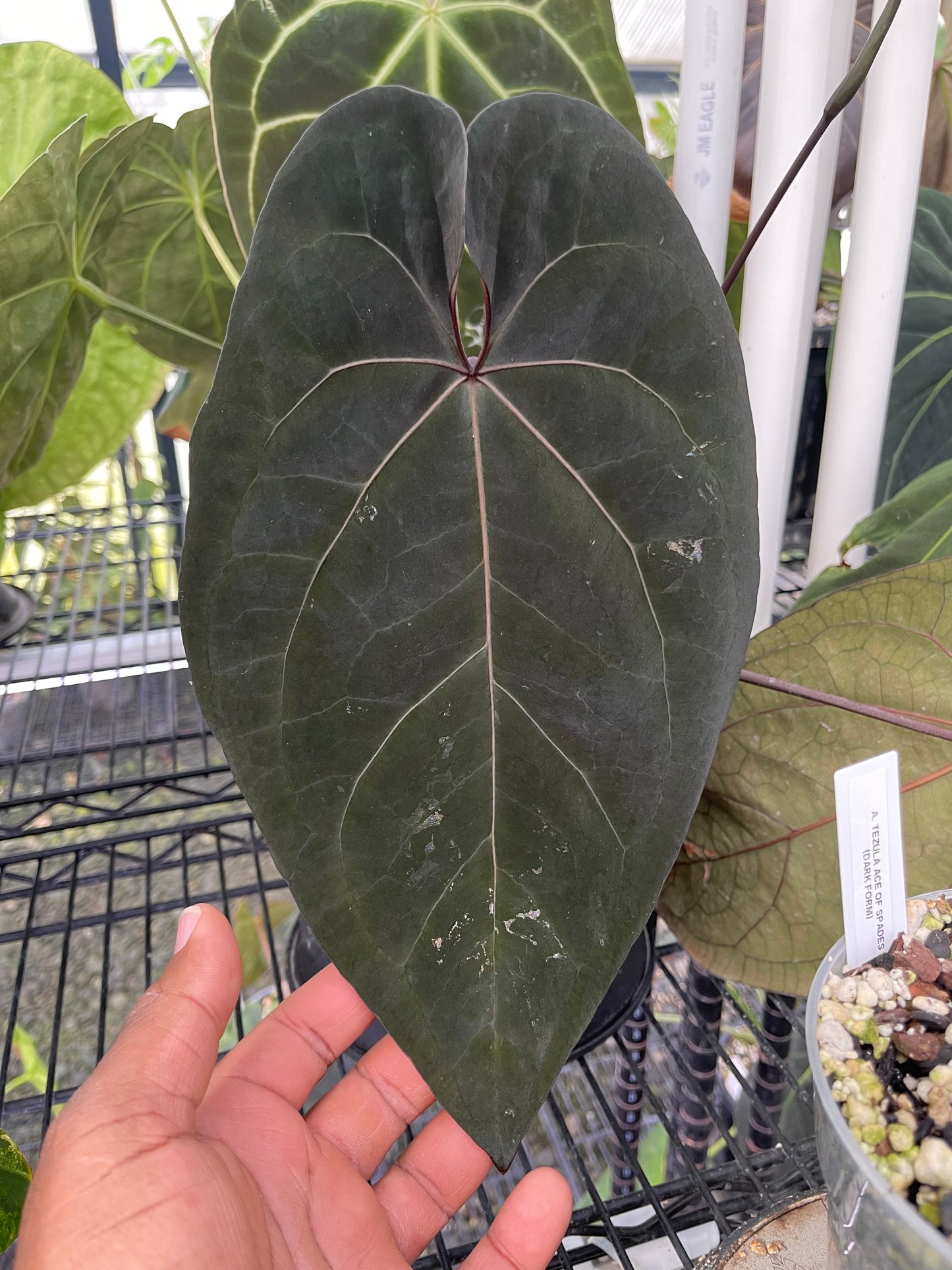 Anthurium Tezula Ace of Spade (Dark Form) Clone