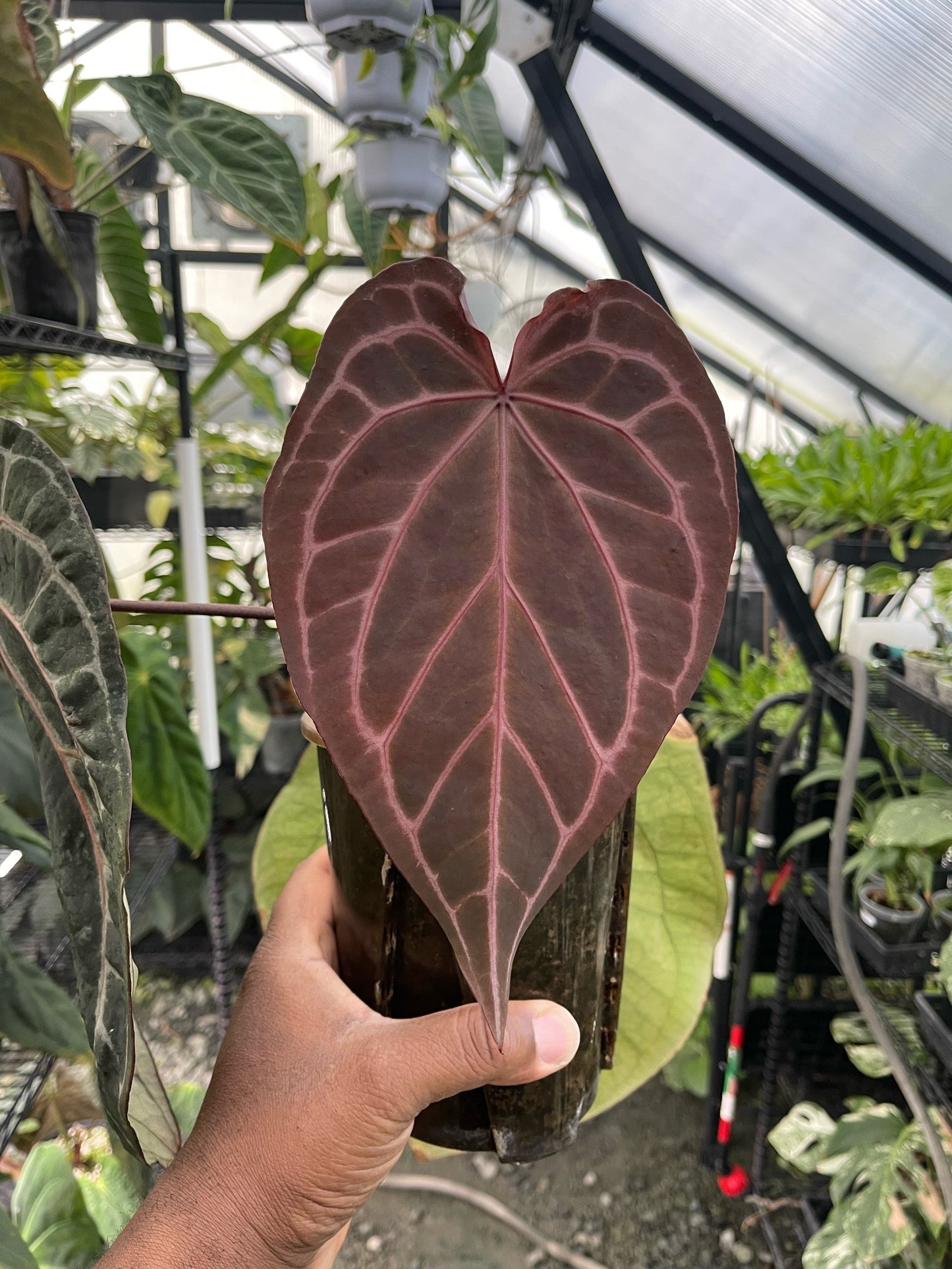 Anthurium Zara F4 (Clone/Offset)