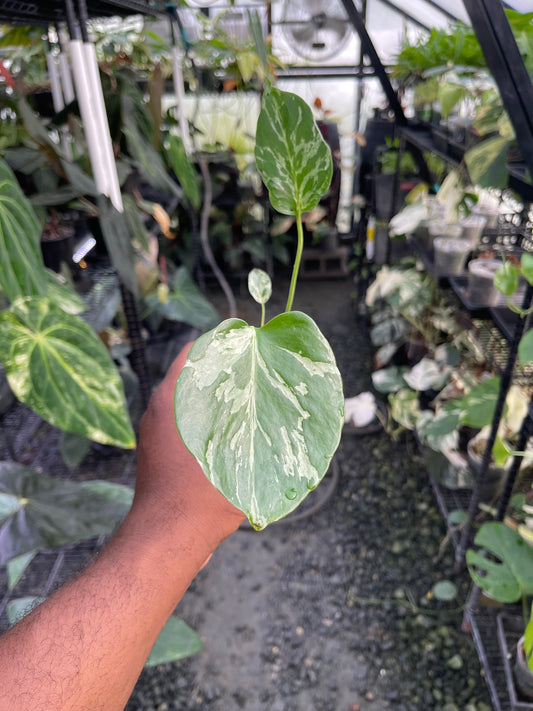 Monstera Bulbasaur (variegated)