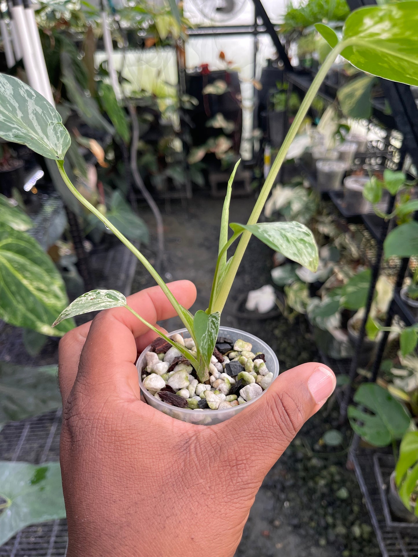 Menta Monstera (Monstruo Blanco) Elección del Cultivador