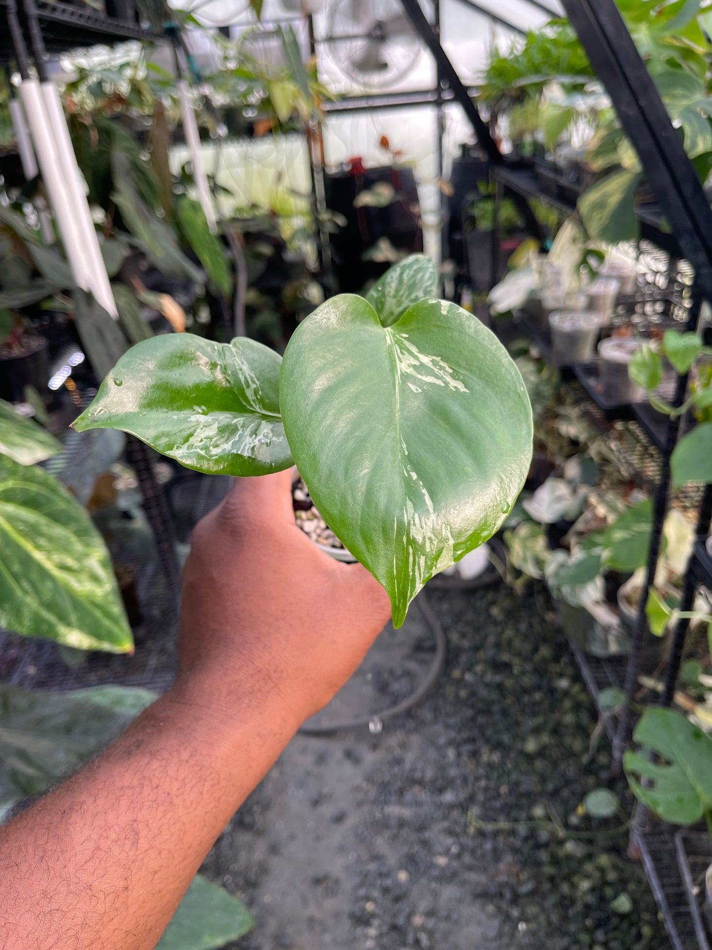 Monstera Bulbasaur (variegated)