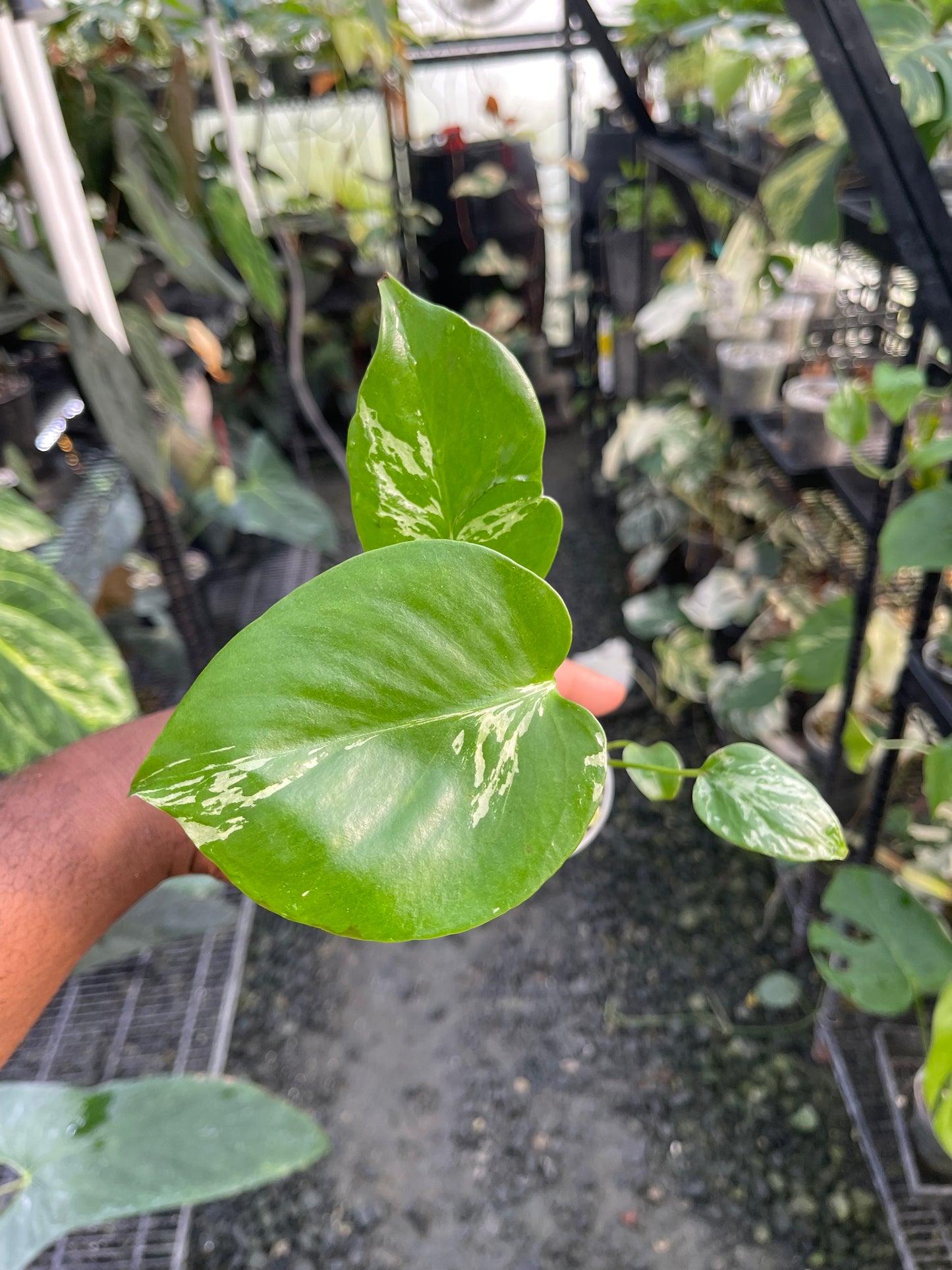 Monstera Bulbasaur (variegated)