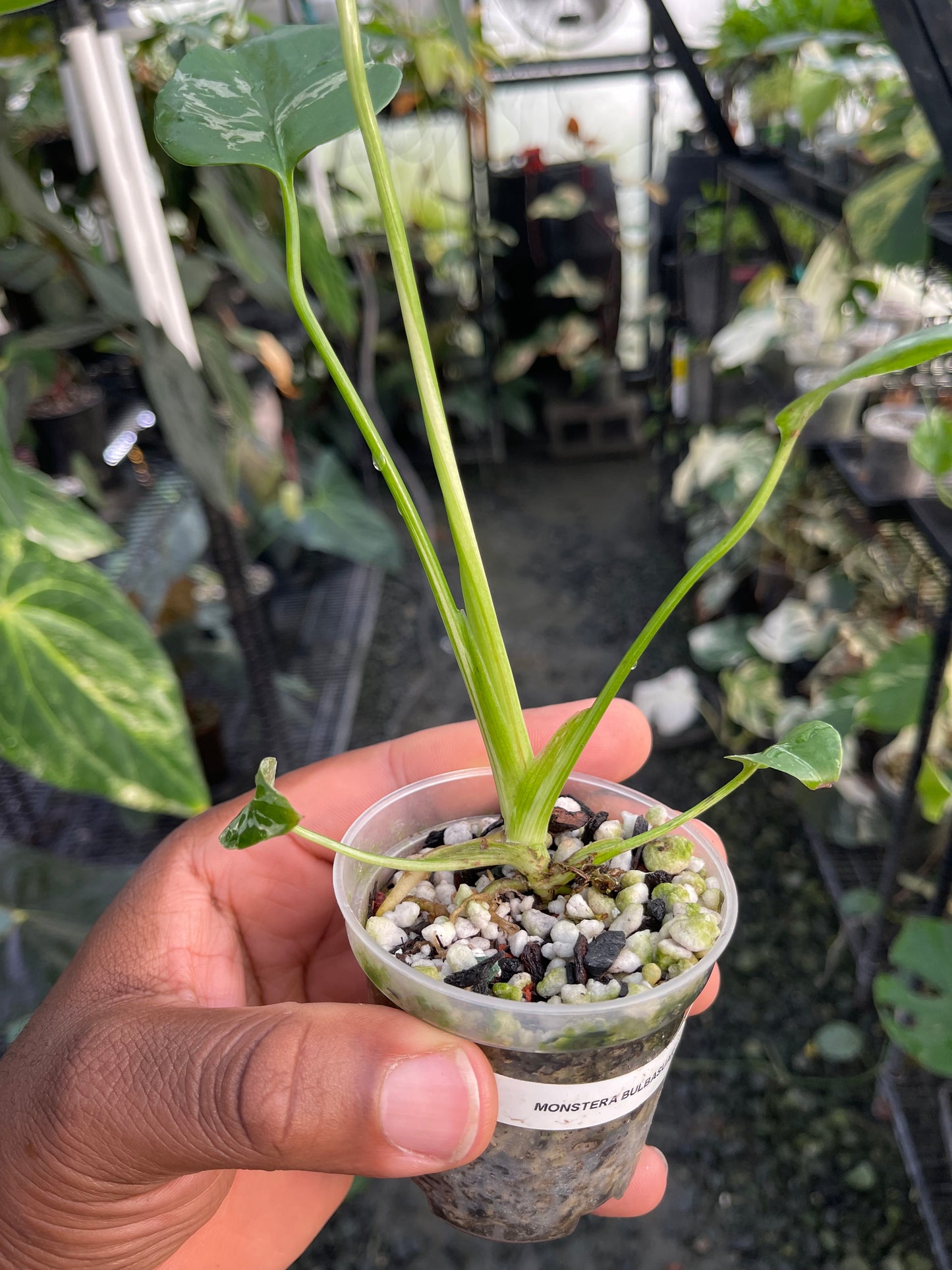 Monstera Bulbasaur (variegated)