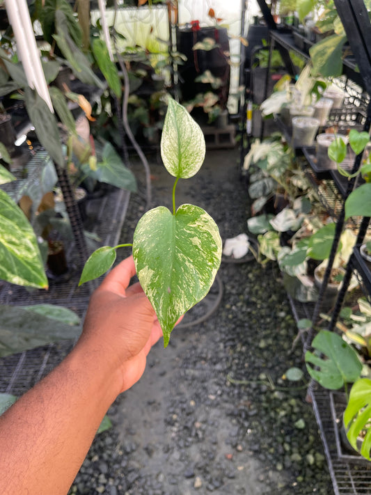 Monstera Mint( White Monster)