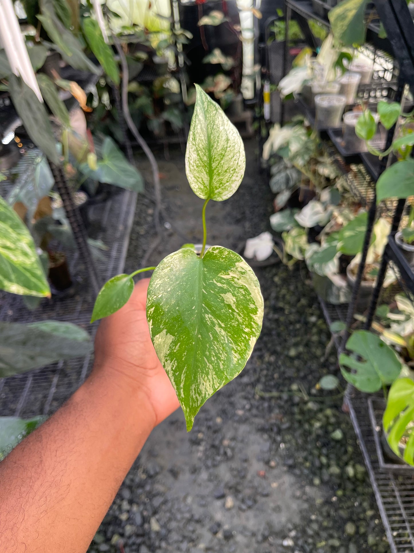 Monstera Mint( White Monster)
