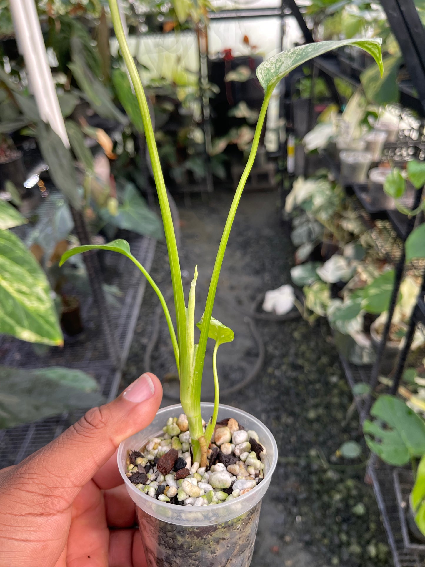 Monstera Mint( White Monster)