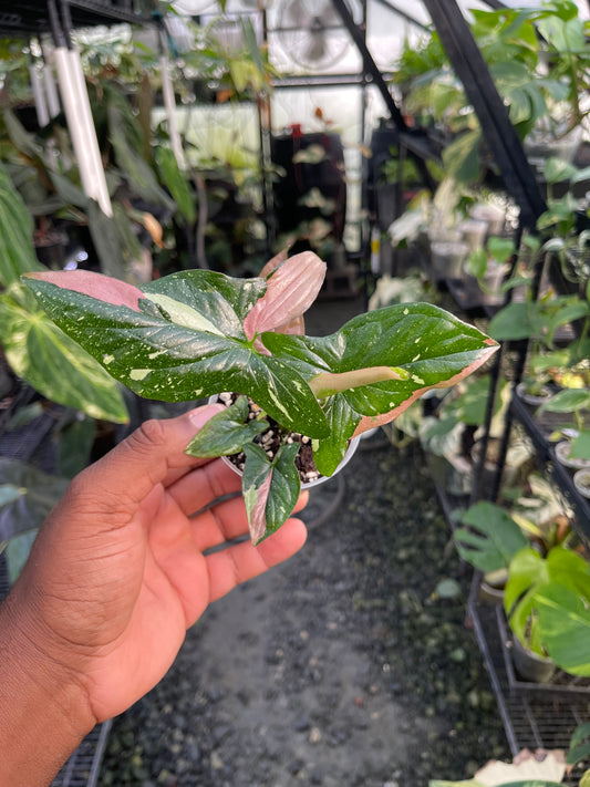 Syngonium Tricolor Red Spot- Grower's Choice