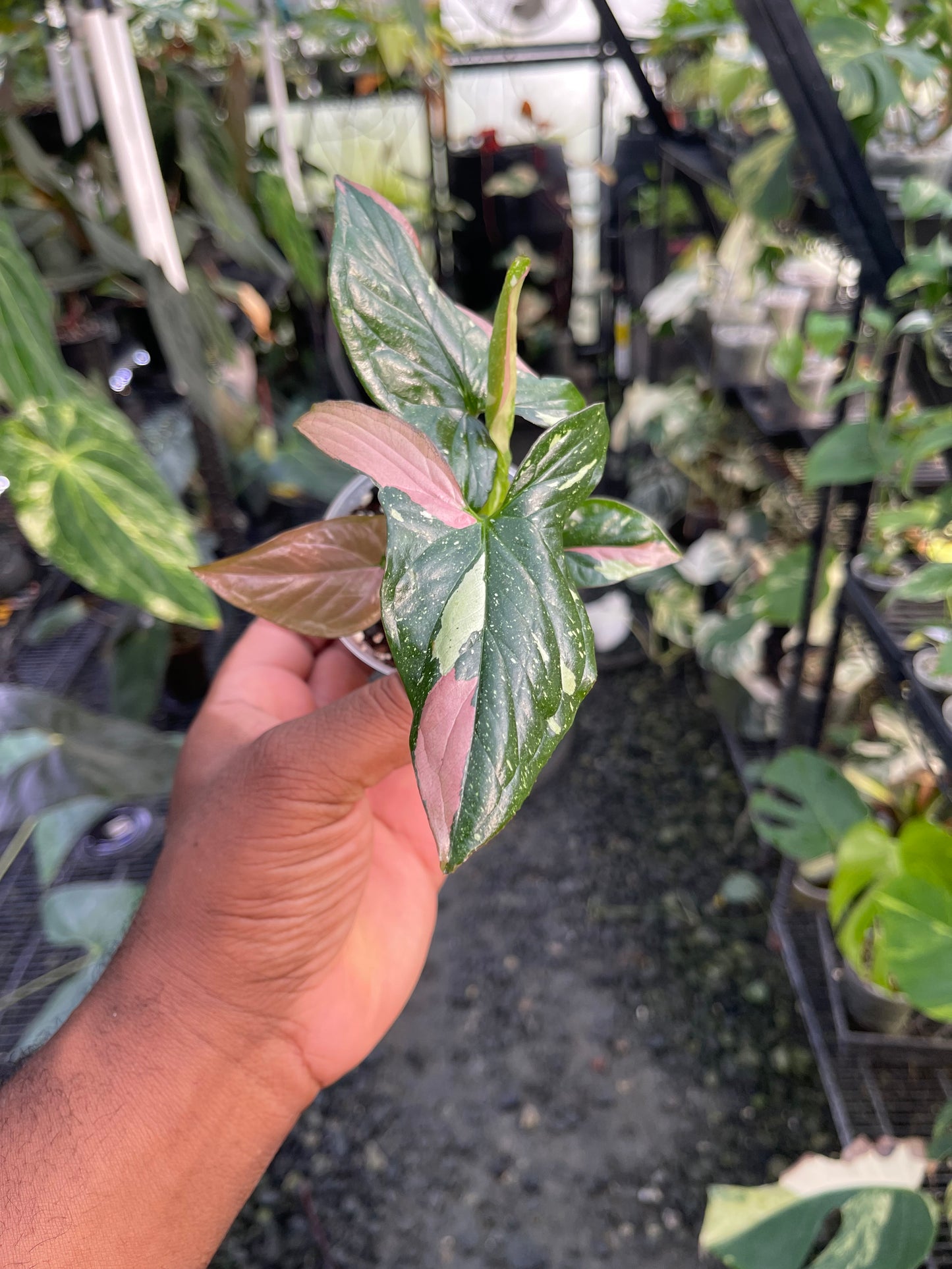 Syngonium Tricolor Red Spot: la elección del cultivador