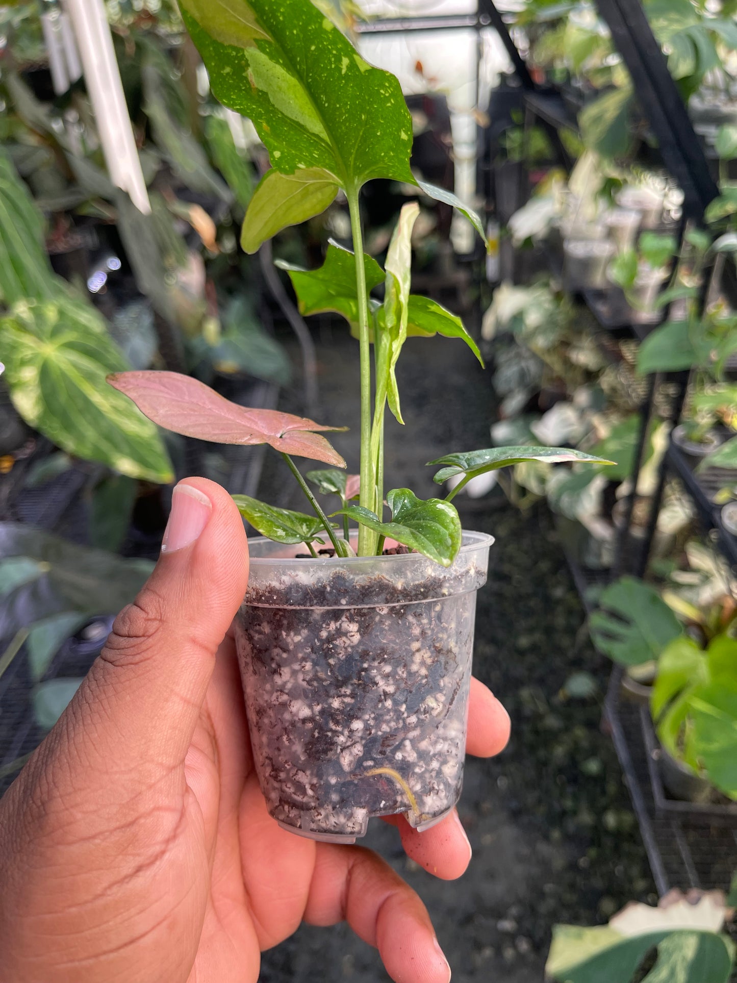 Syngonium Tricolor Red Spot: la elección del cultivador