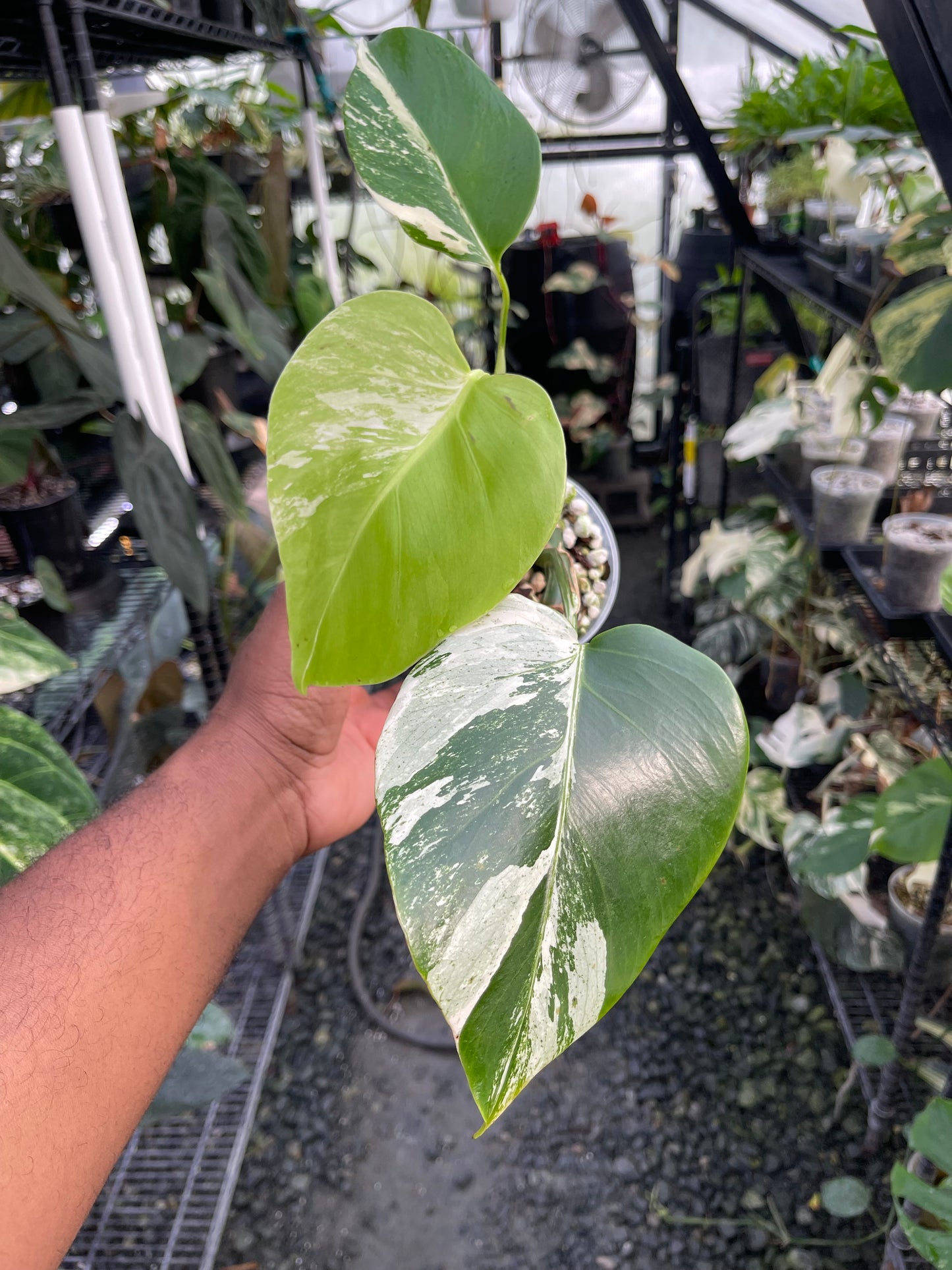Variegated Monstera Albo (Small Form)