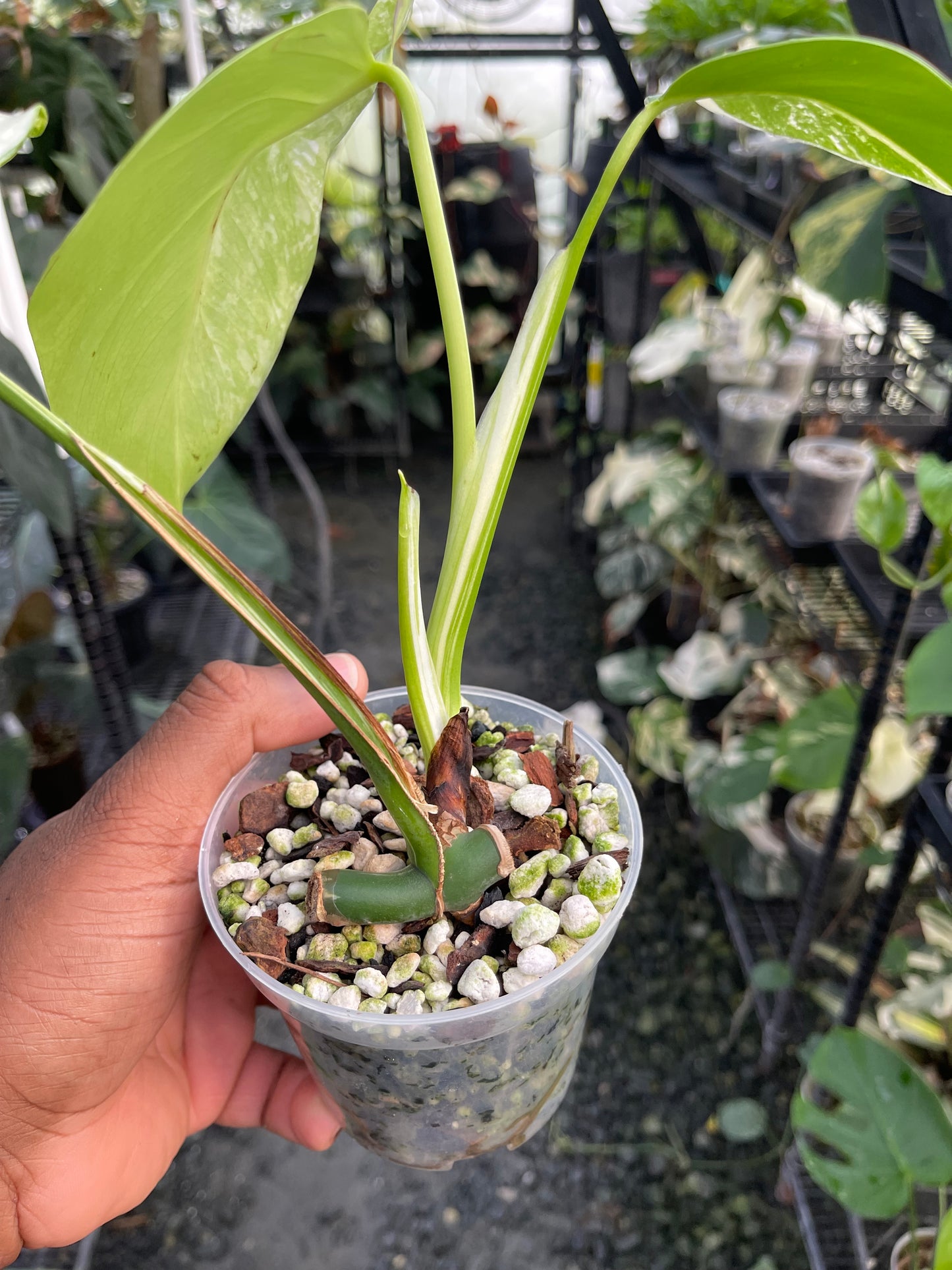 Variegated Monstera Albo (Small Form)