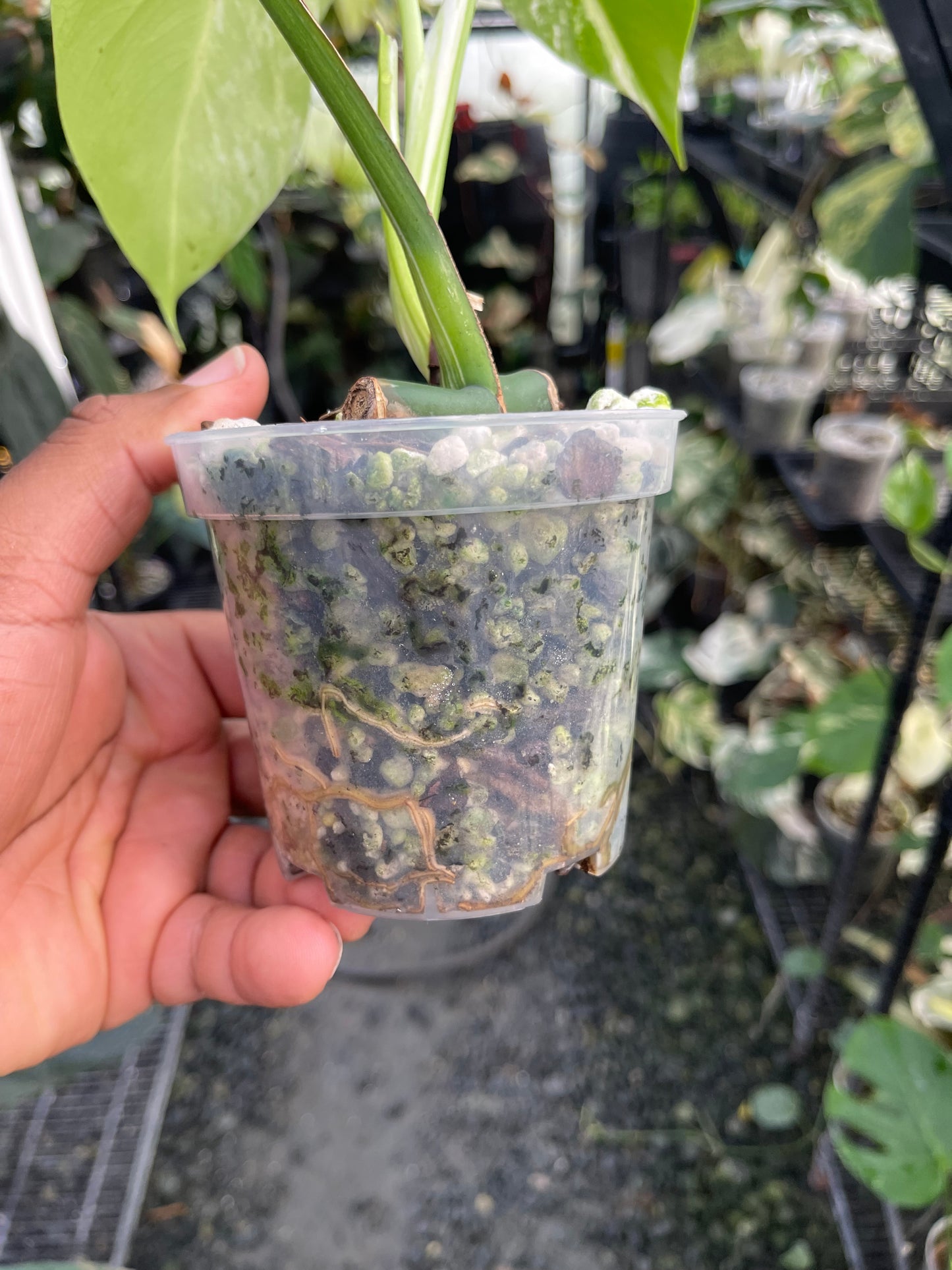Variegated Monstera Albo (Small Form)