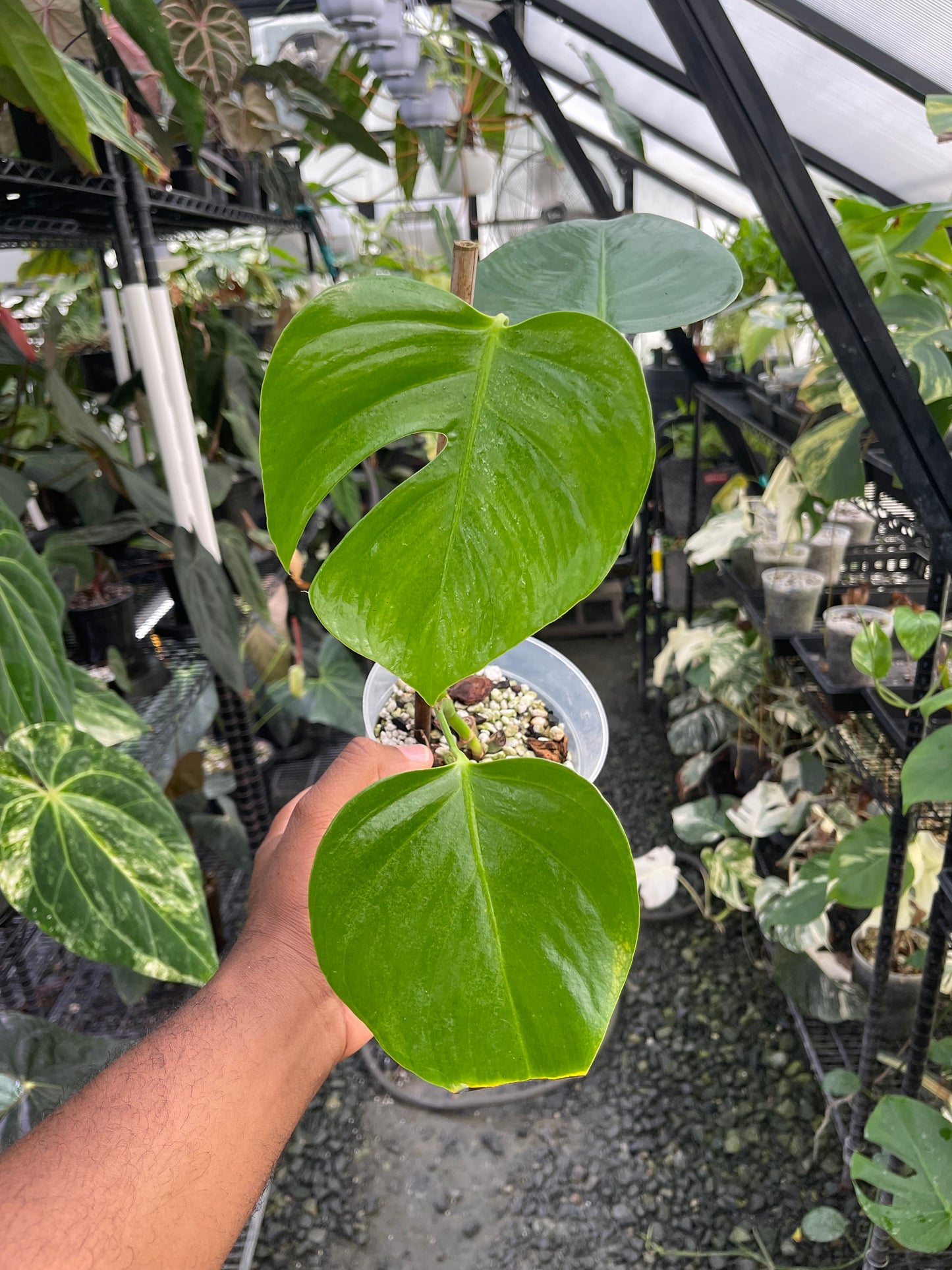 Monstera Albo abigarrada (forma pequeña)