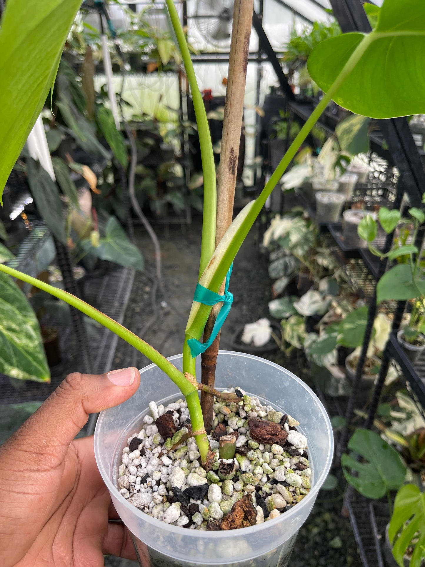 Monstera Albo abigarrada (forma pequeña)