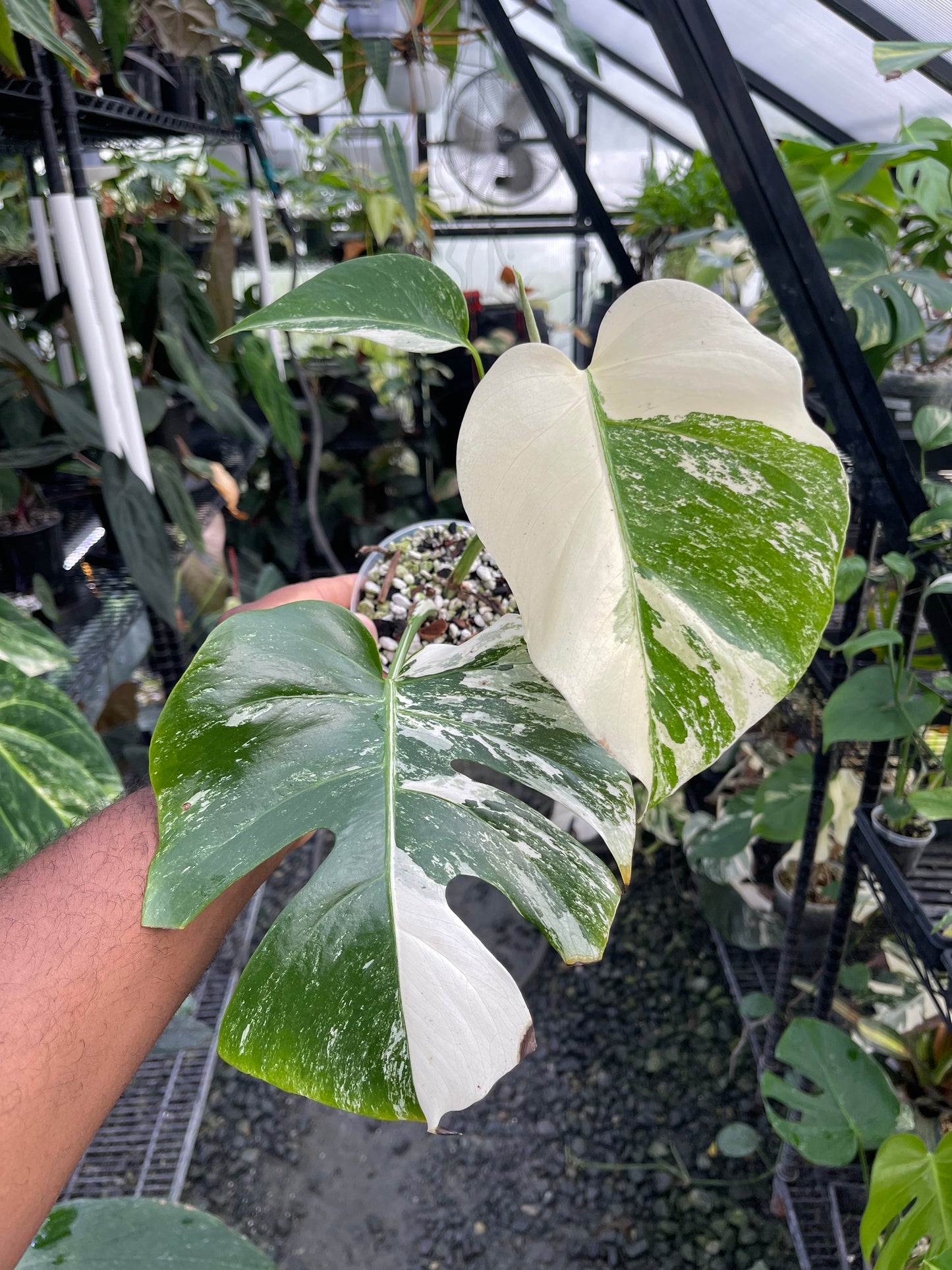 Monstera Albo abigarrada (forma pequeña)