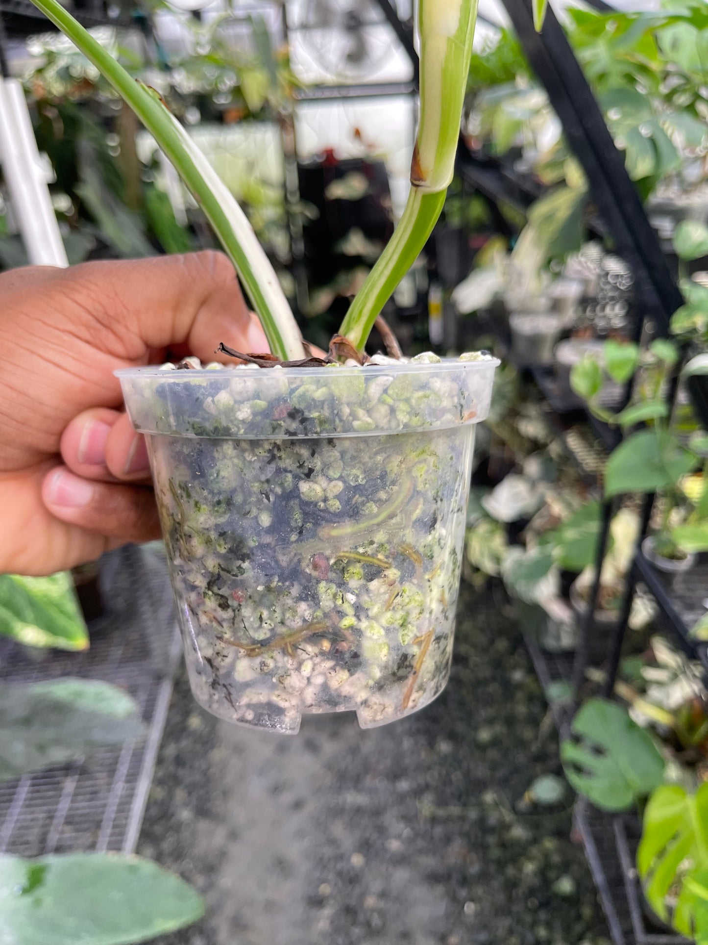 Monstera Albo abigarrada (forma pequeña)