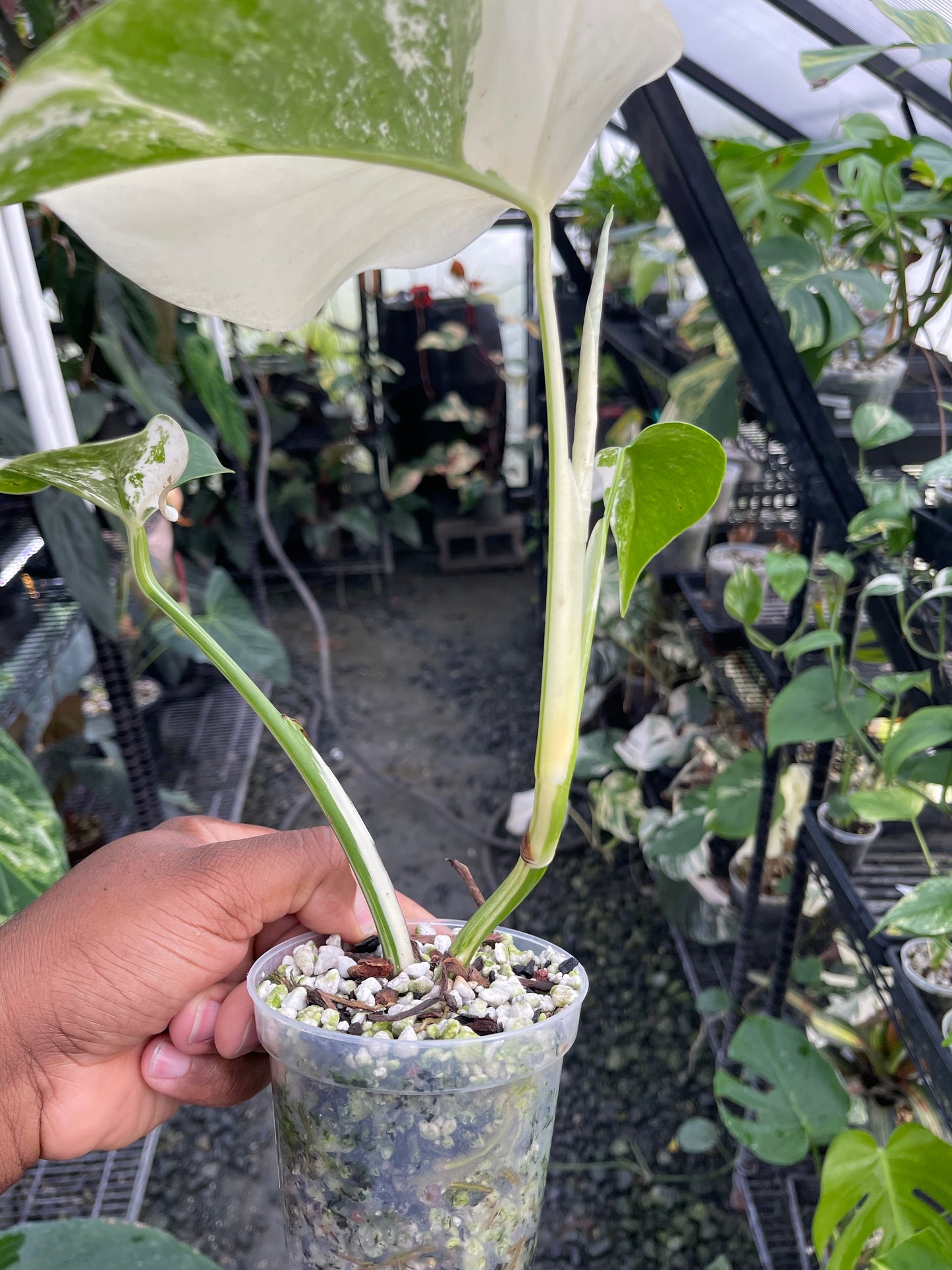 Monstera Albo abigarrada (forma pequeña)