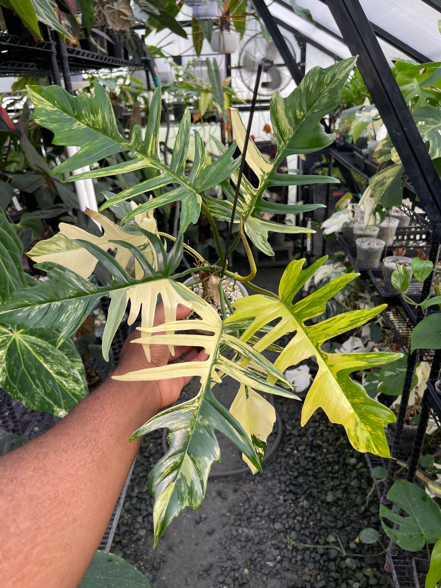 Variegated Philodendron Florida Beauty x Tortum