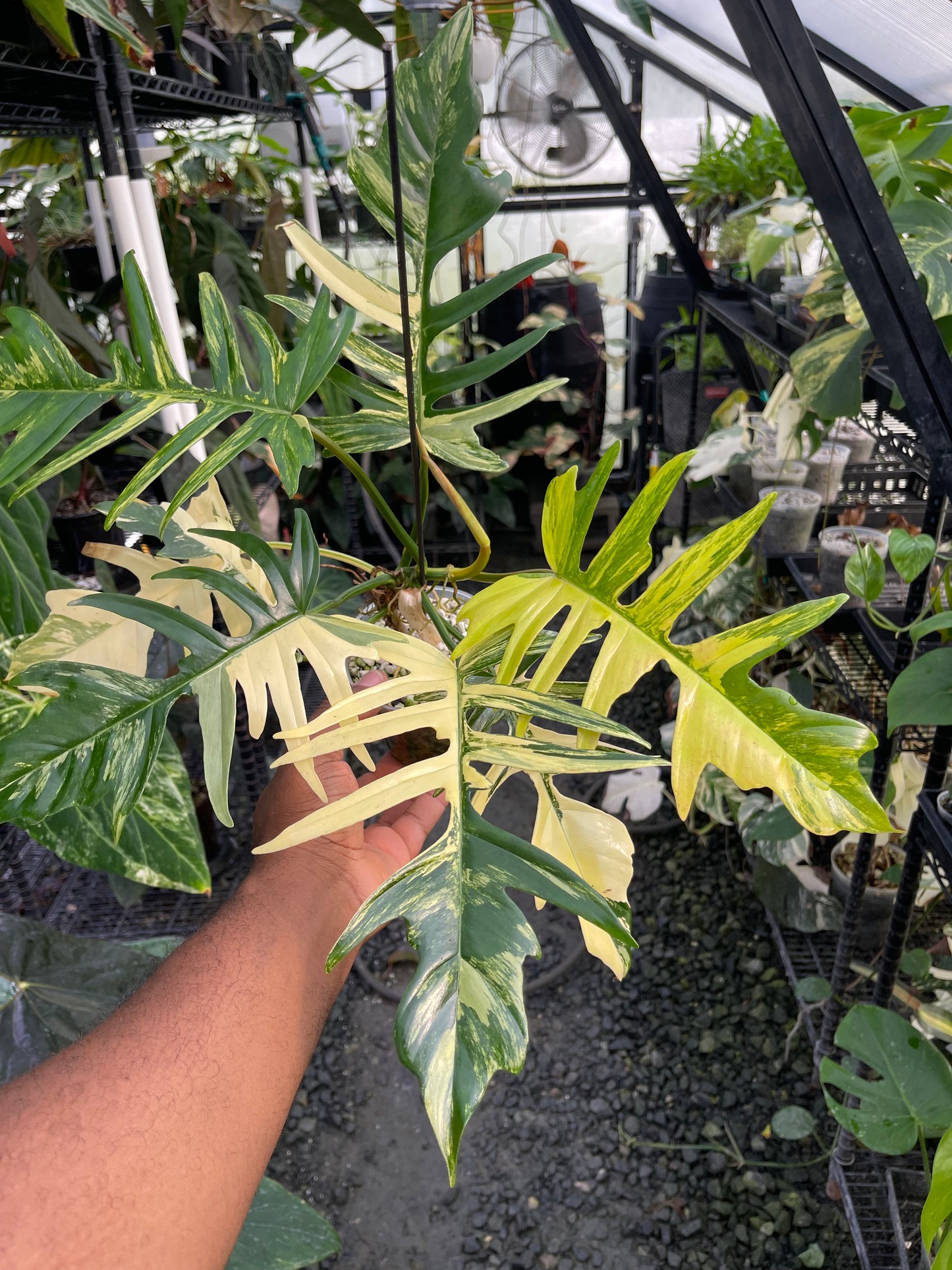 Variegated Philodendron Florida Beauty x Tortum